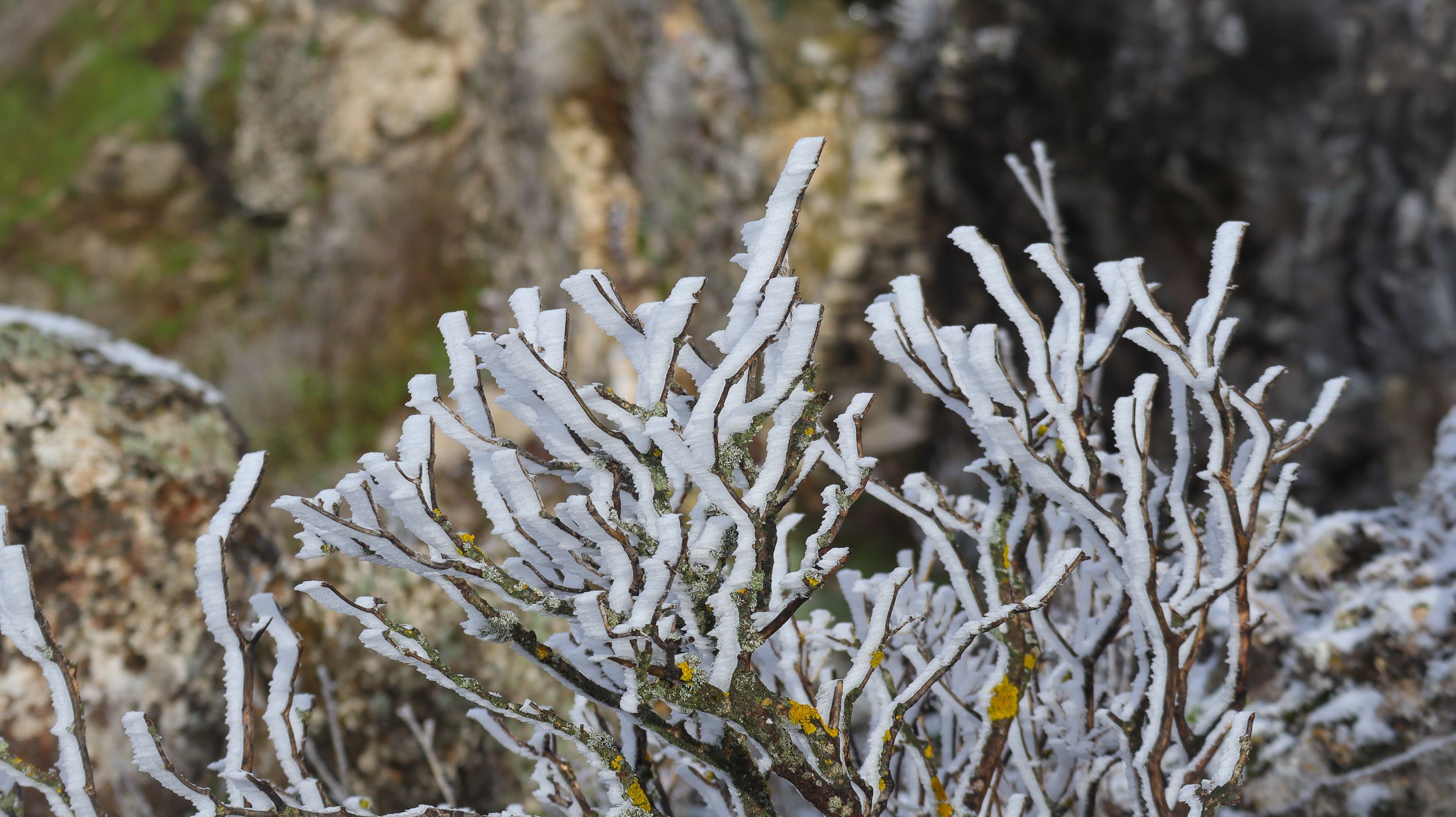 Nevada en la Sierra de Cabra 21