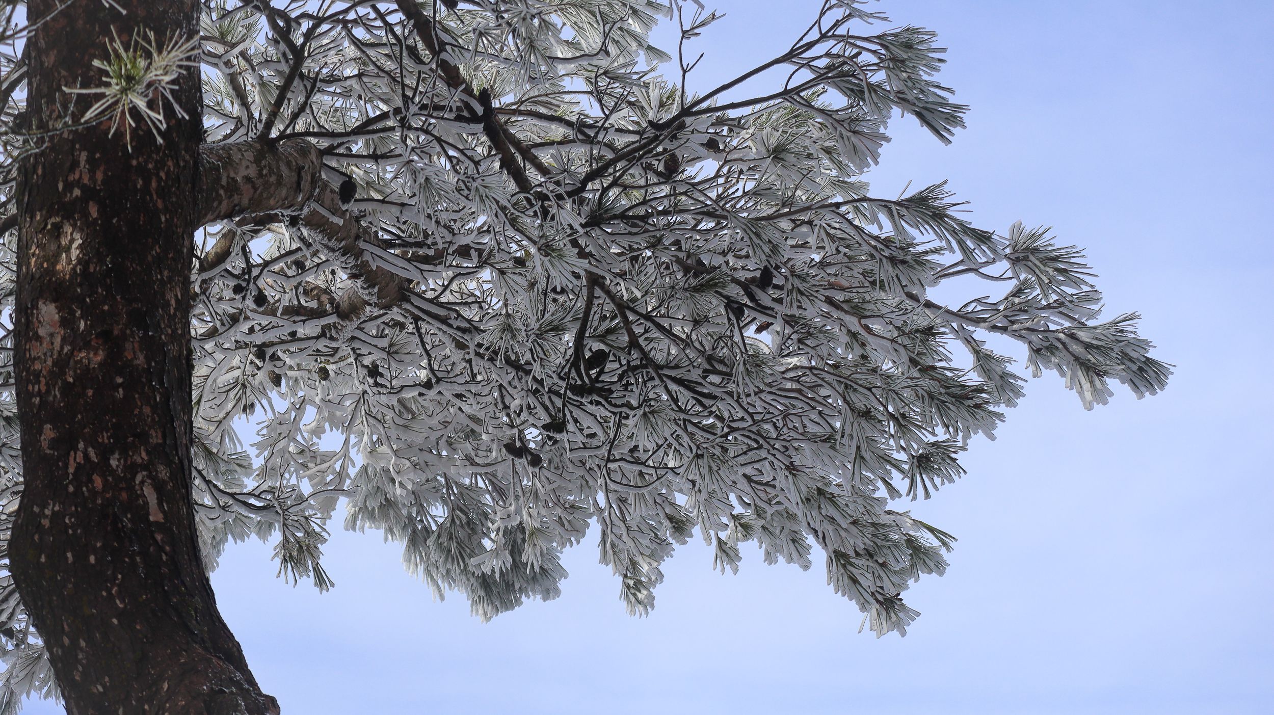 Nevada en la Sierra de Cabra 27