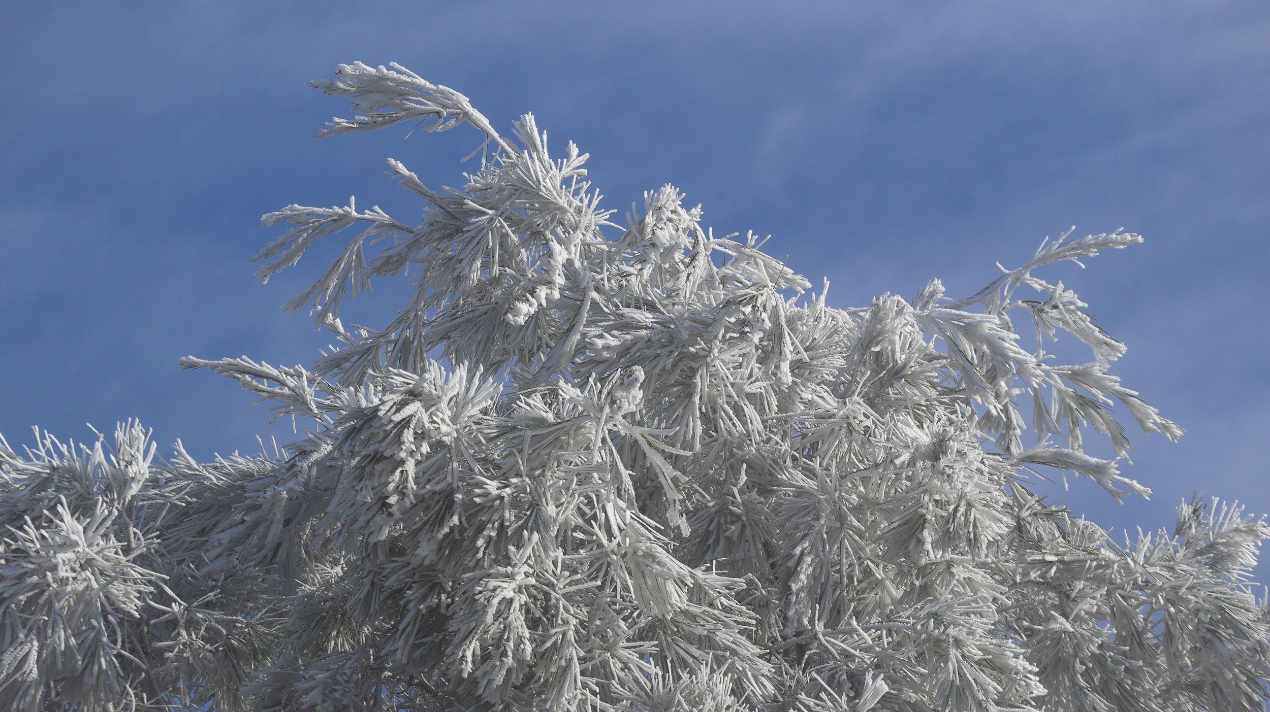 Nevada en la Sierra de Cabra 30