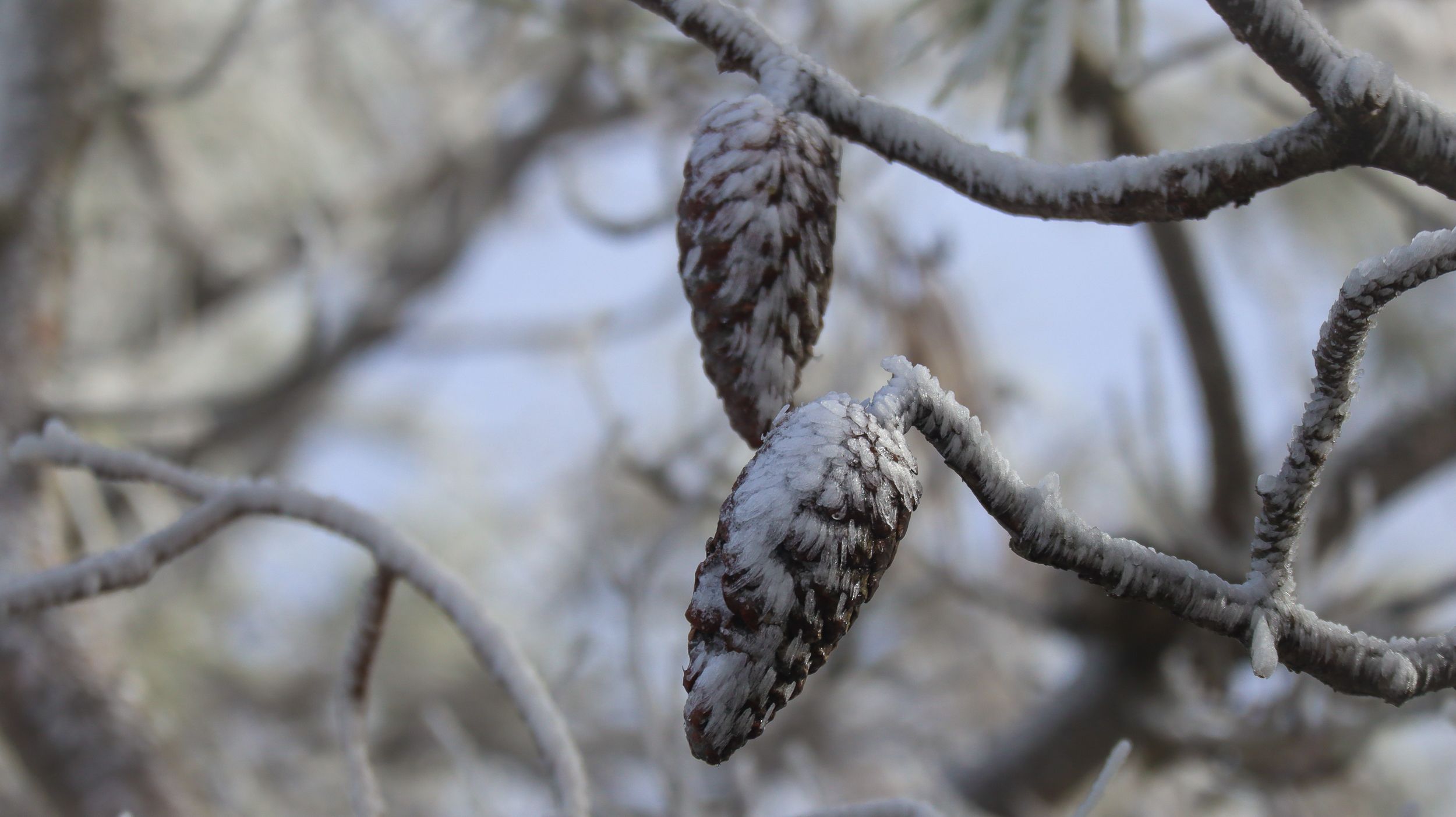 Nevada en la Sierra de Cabra 32
