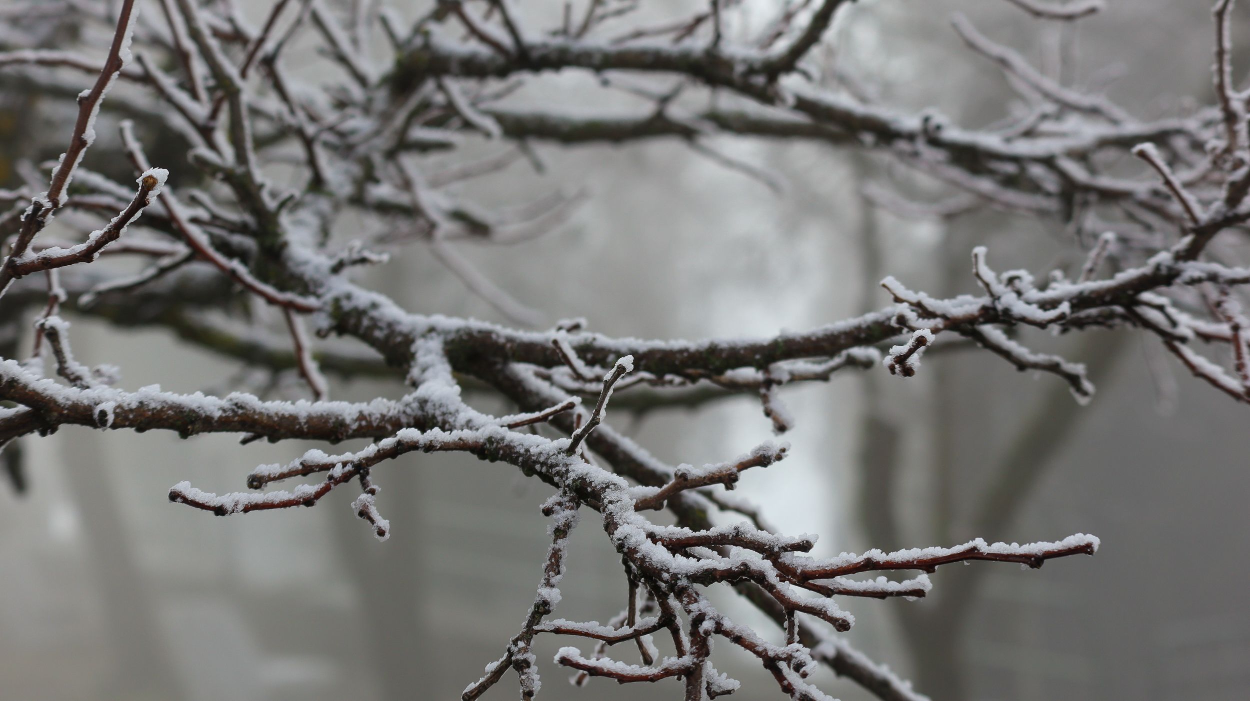 Nevada en la Sierra de Cabra 33