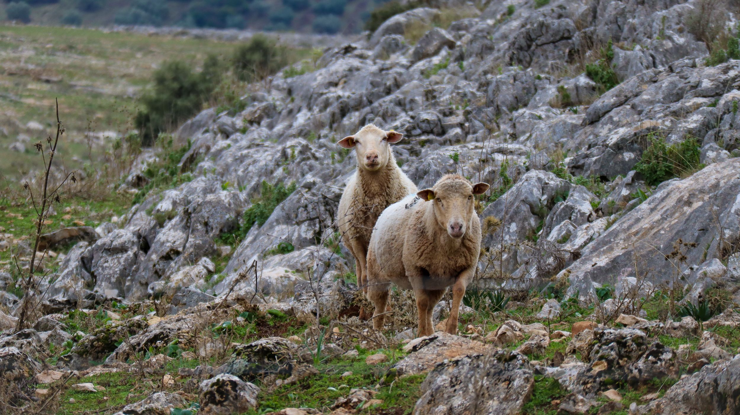Nevada en la Sierra de Cabra 44