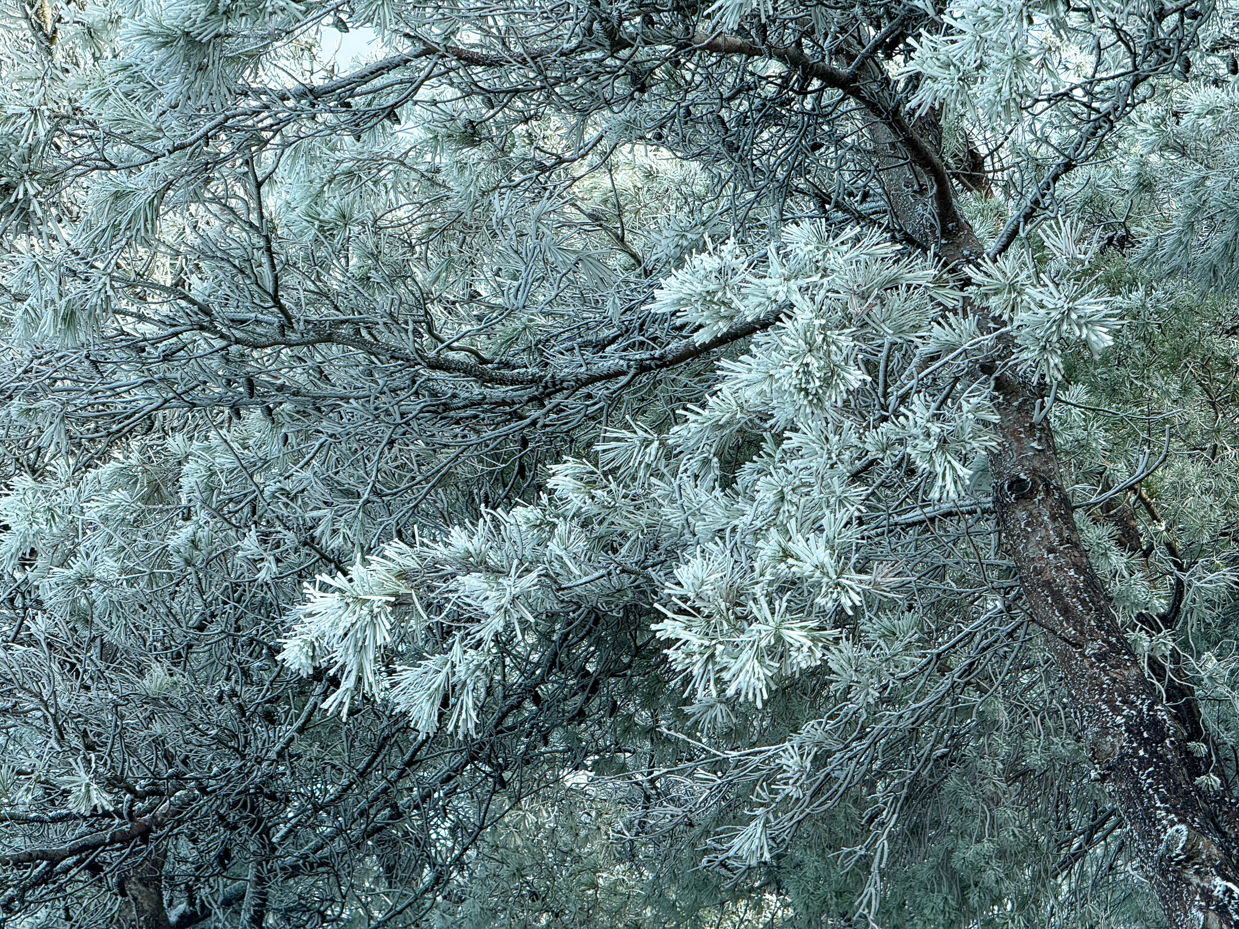 Nevada en la Sierra de Cabra 46