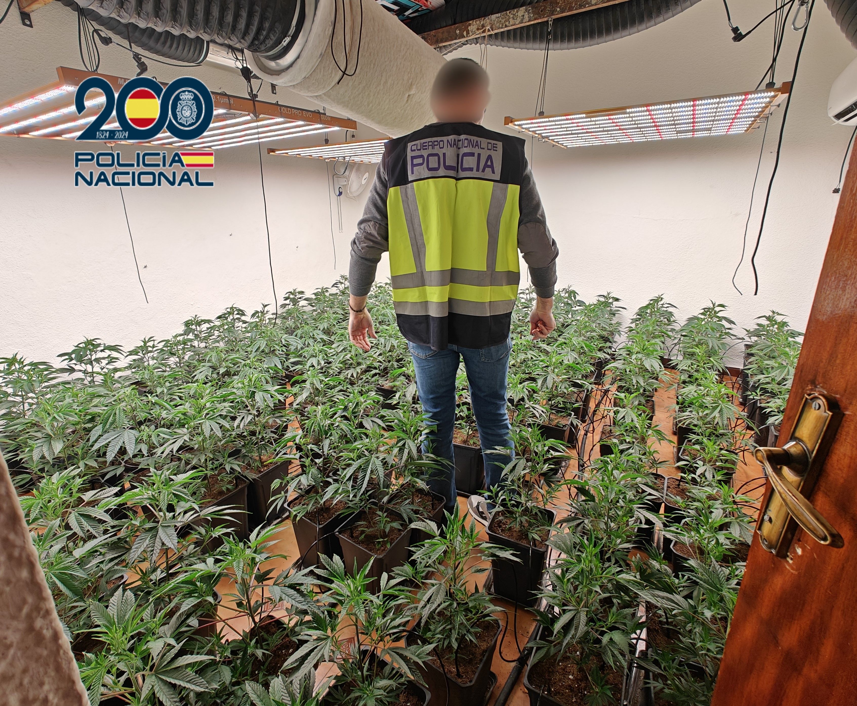 Imagen de la plantación 'indoor' desmantelada en la pedanía lucentina de Jauja