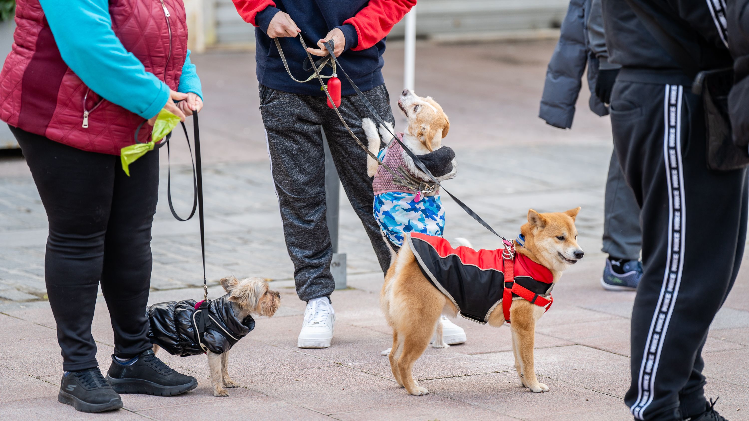 Bendición de los animales   San Antón 2026 (1)