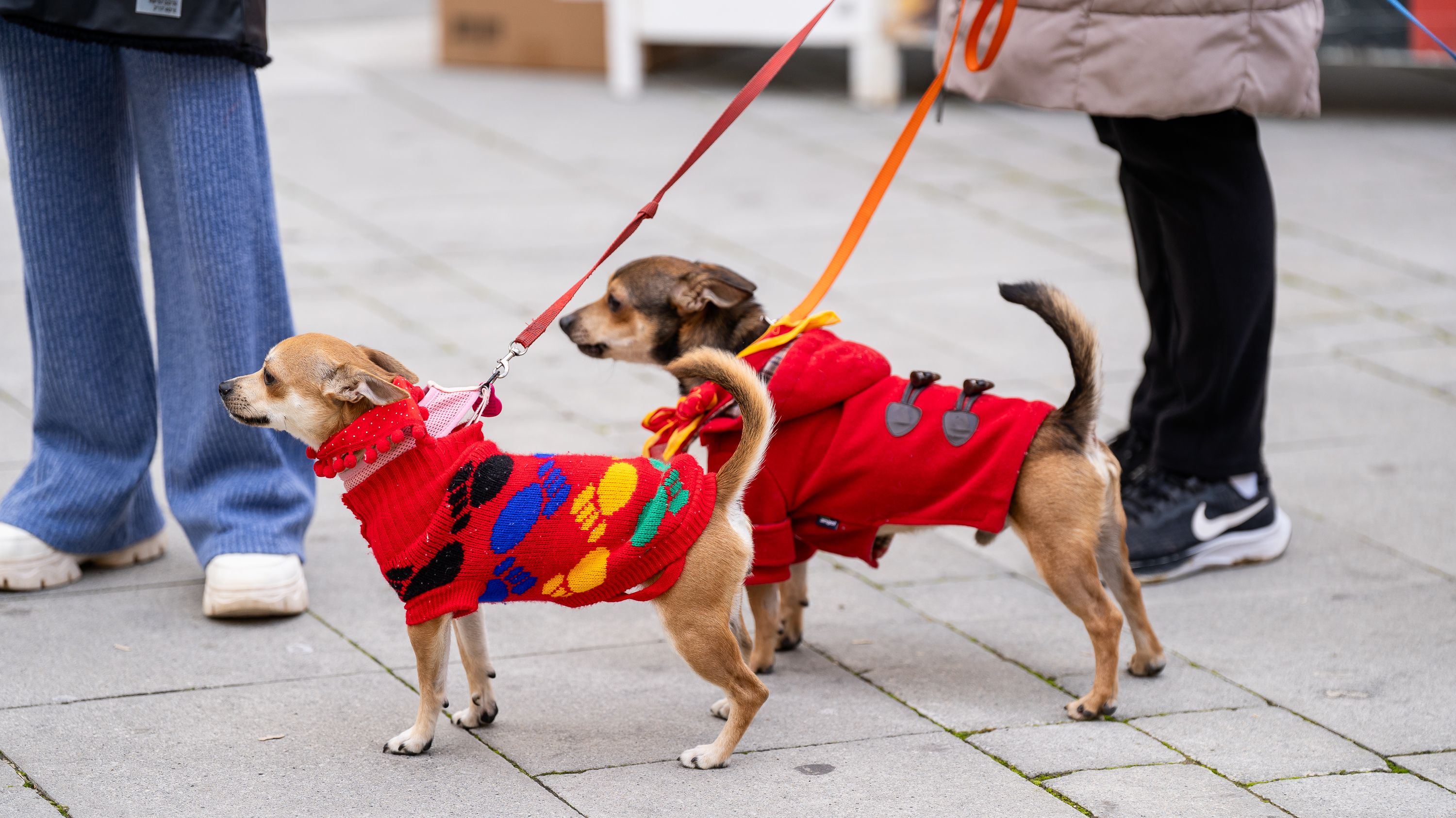 Bendición de los animales   San Antón 2026 (5)