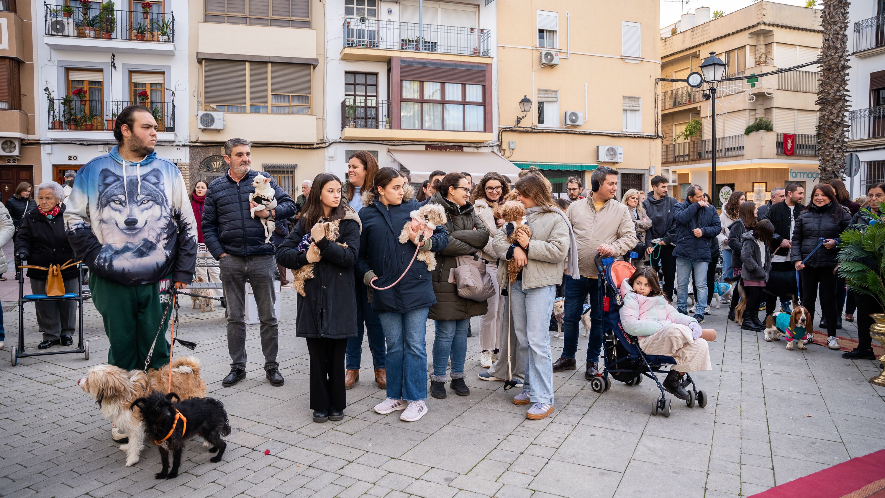 Bendición de los animales   San Antón 2026 (11)