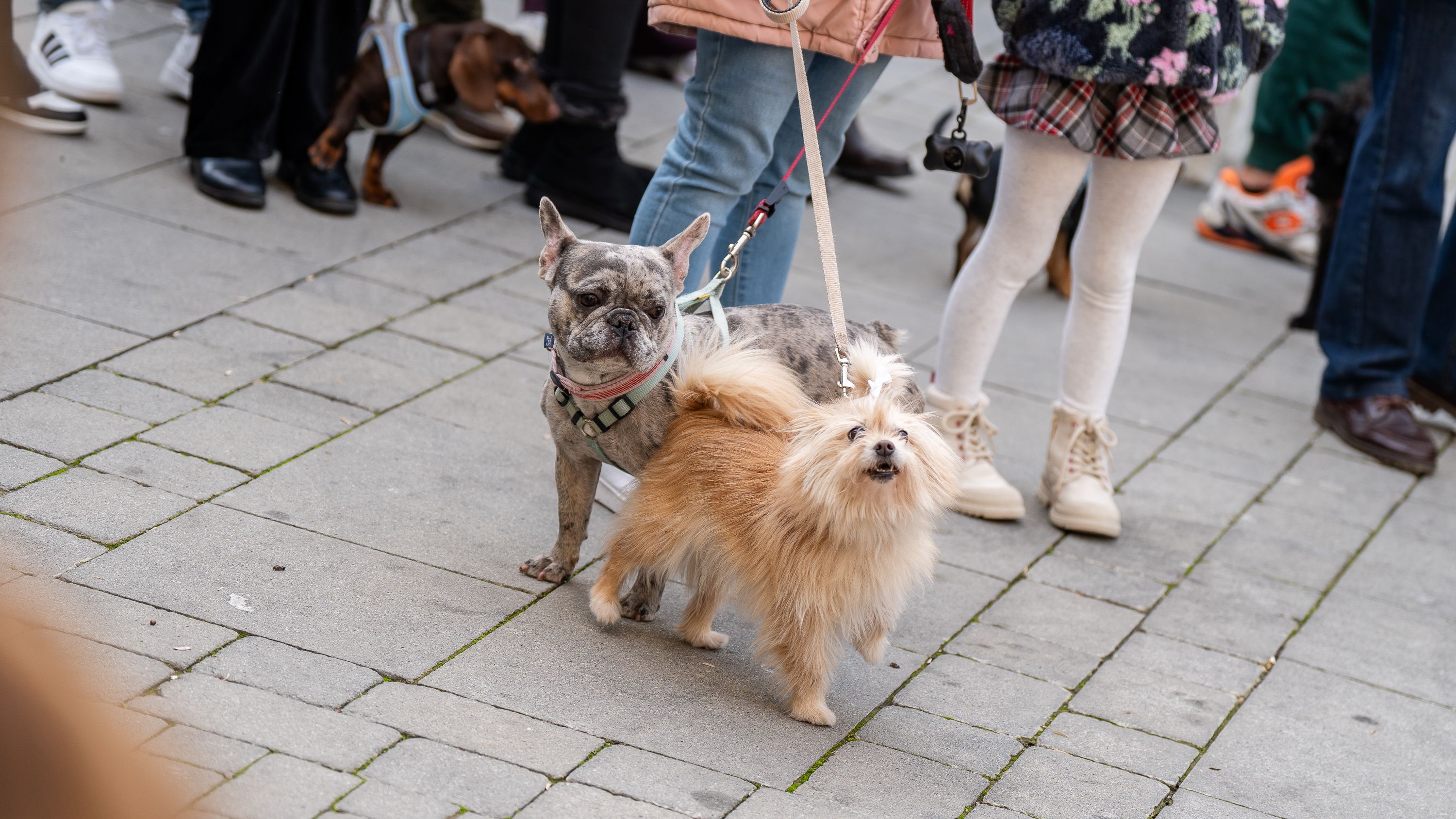 Bendición de los animales   San Antón 2026 (17)