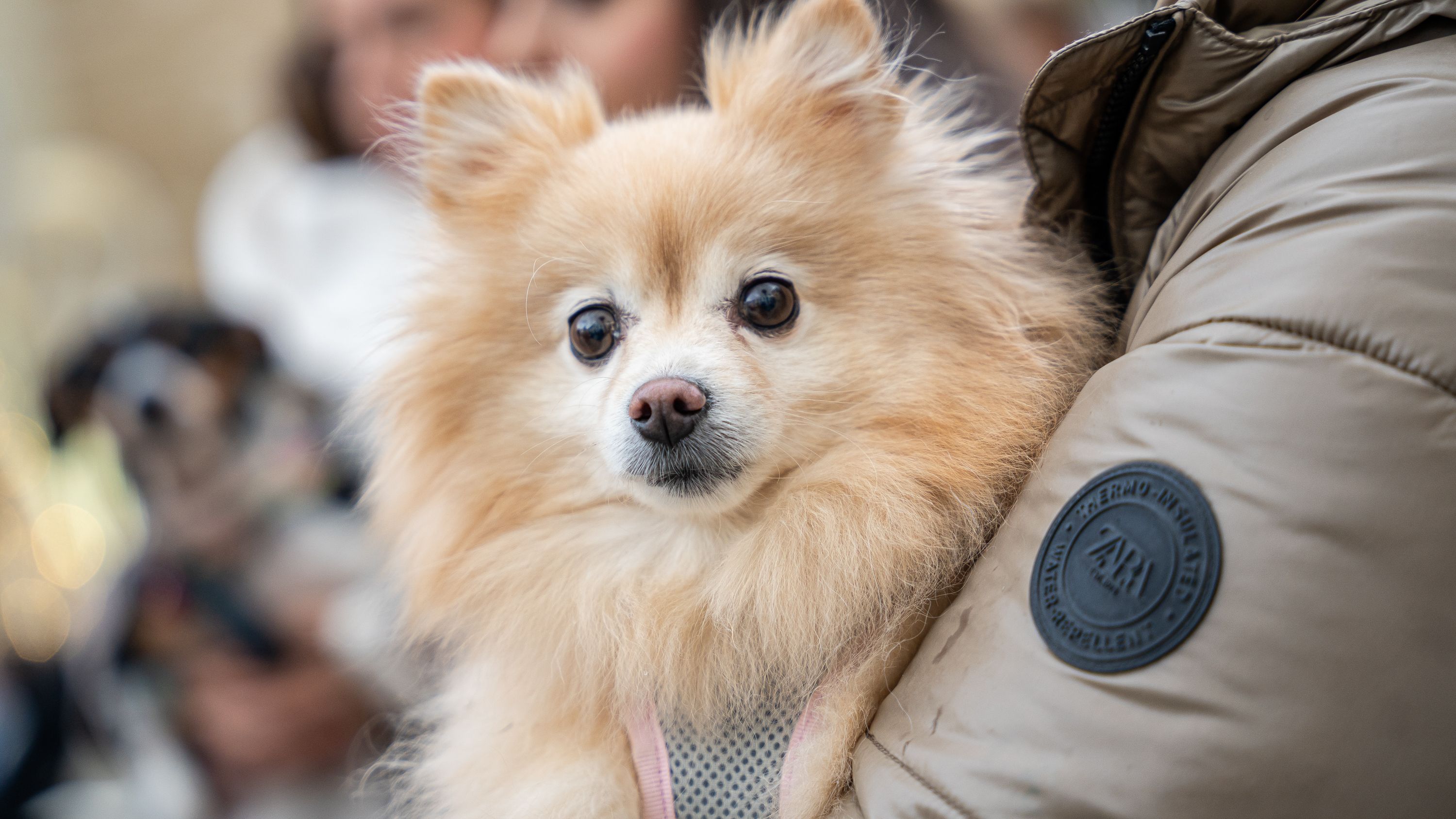 Bendición de los animales   San Antón 2026 (28)