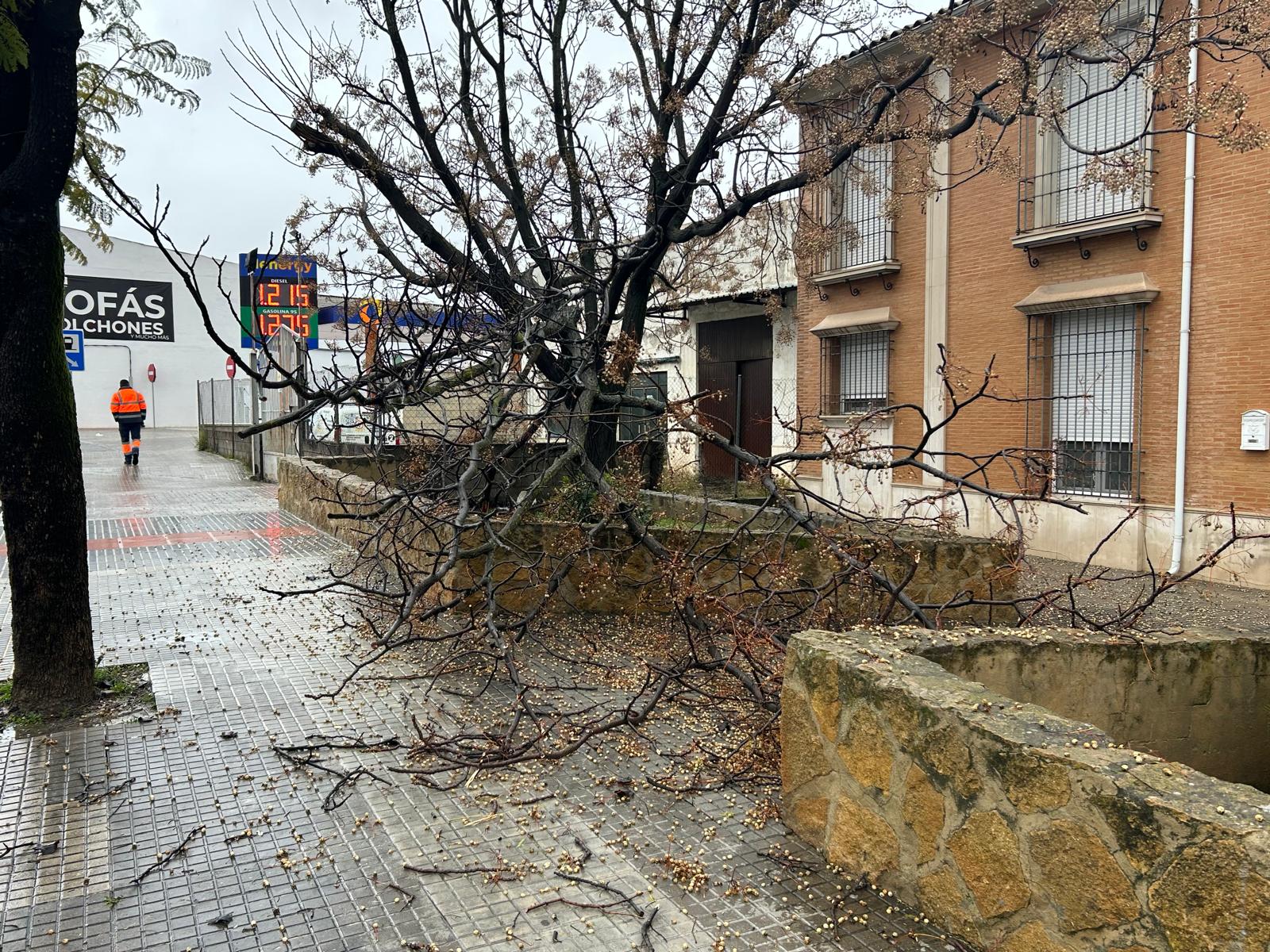 Caída de árbol en Avenida de la Guardia Civil