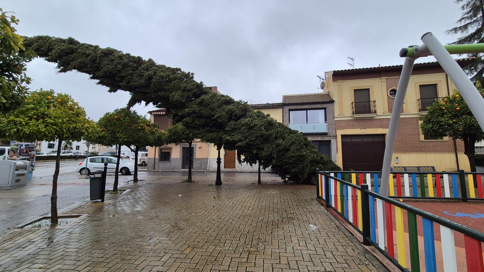 Caída de árbol junto a un parque infantil en Calle Vendimia