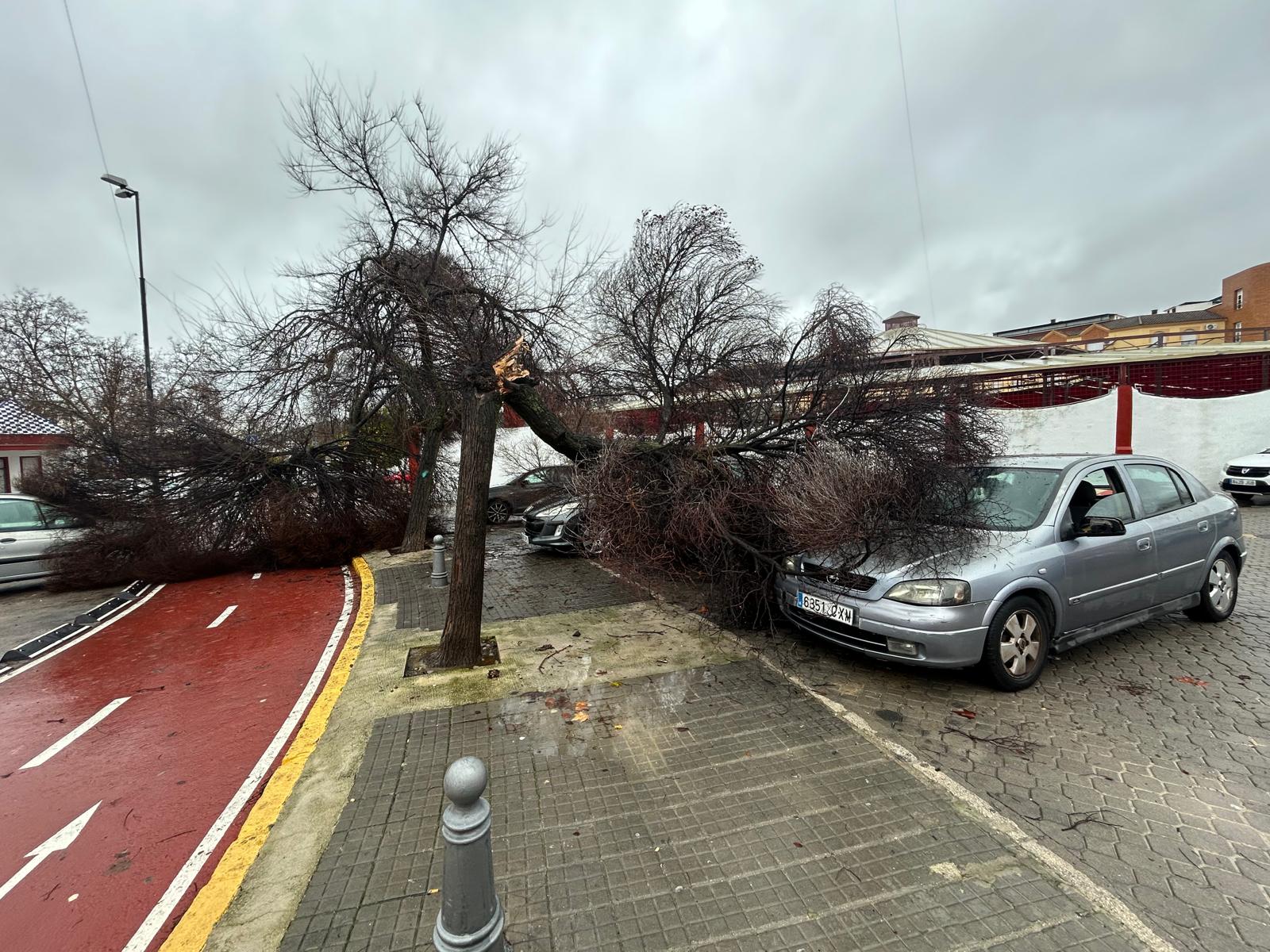 Caída de árbol sobre vehículos estacionados junto a la Caseta Municipal