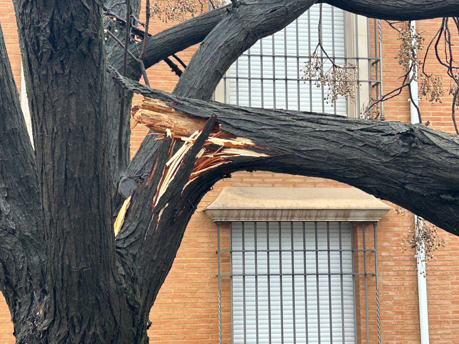 Rotura de ramas en Avda. de la Guardia Civil