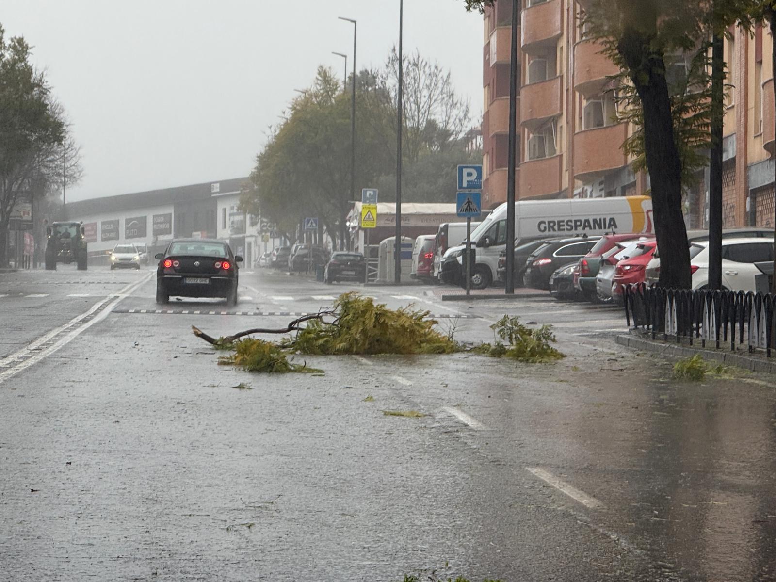 Desprendimiento de ramas en Avda. de la Guardia Civil