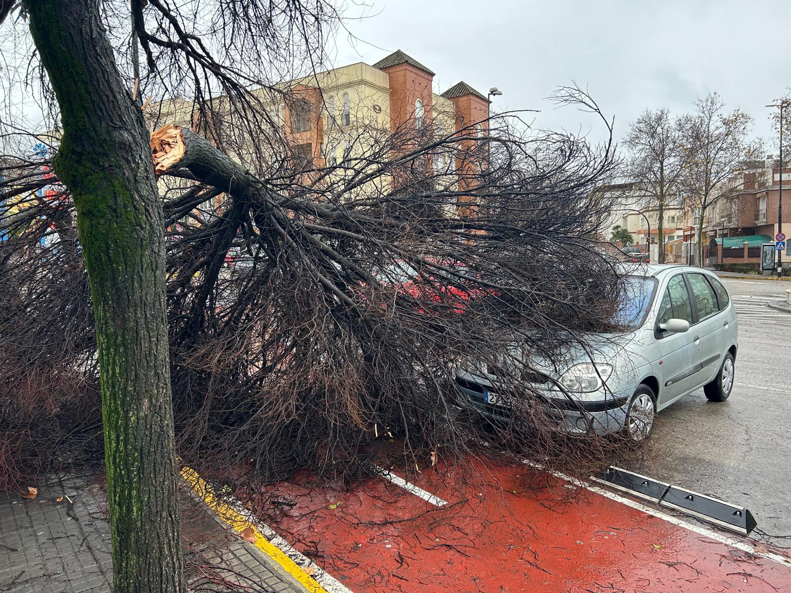 Caída de árbol sobre vehículos estacionados junto a la Caseta Municipal 2