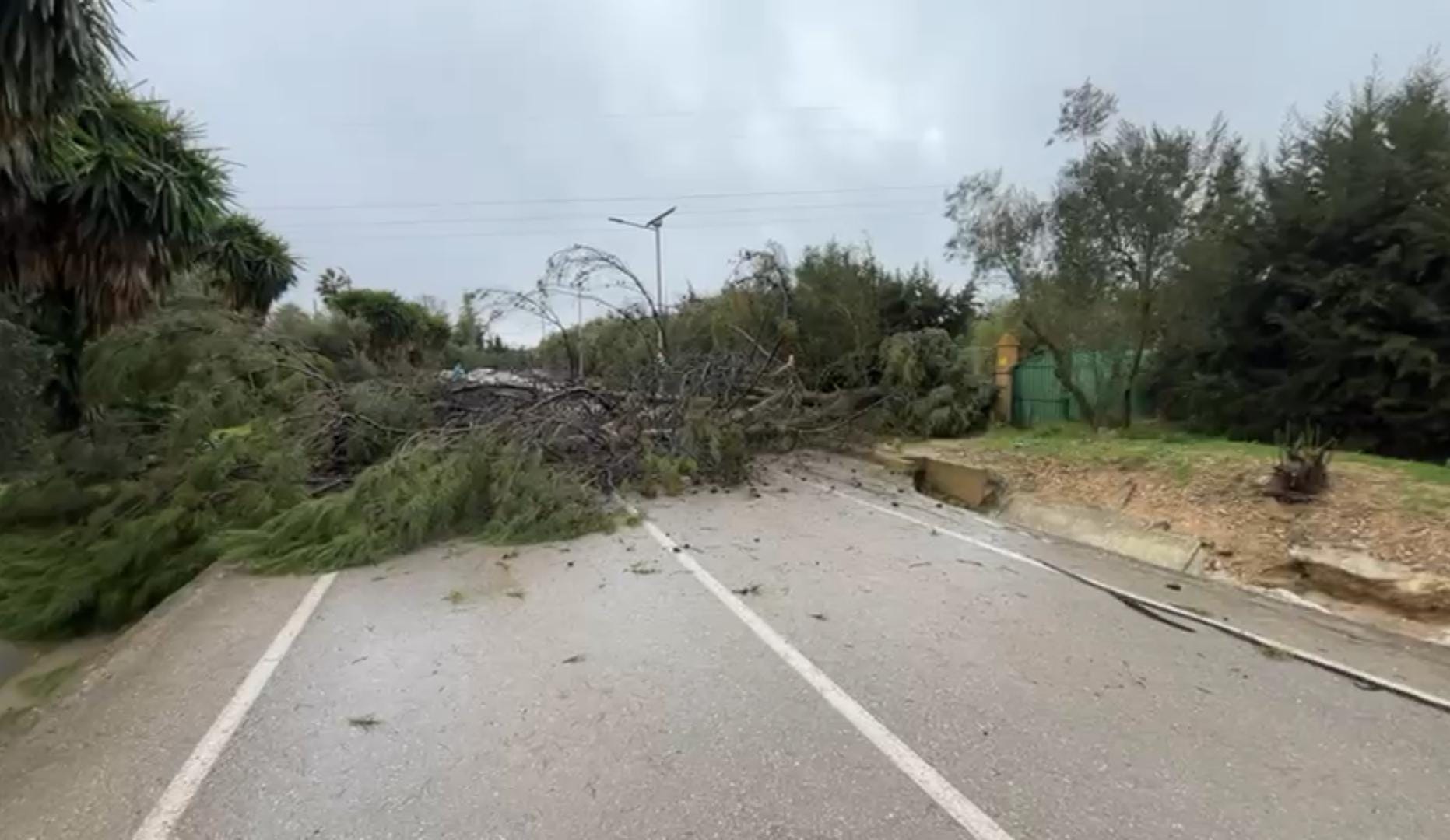 Caída de árbol sobre la calzada en Campo de Aras