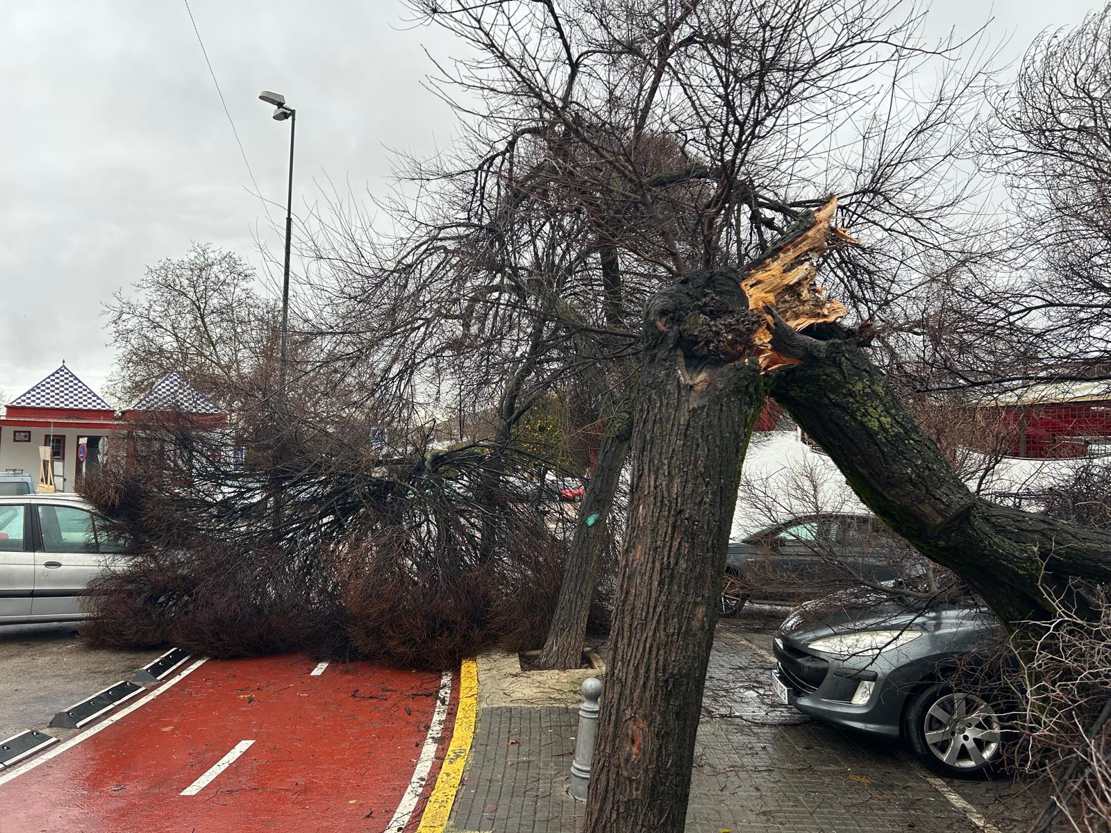 Caída de árbol sobre vehículos estacionados junto a la Caseta Municipal1