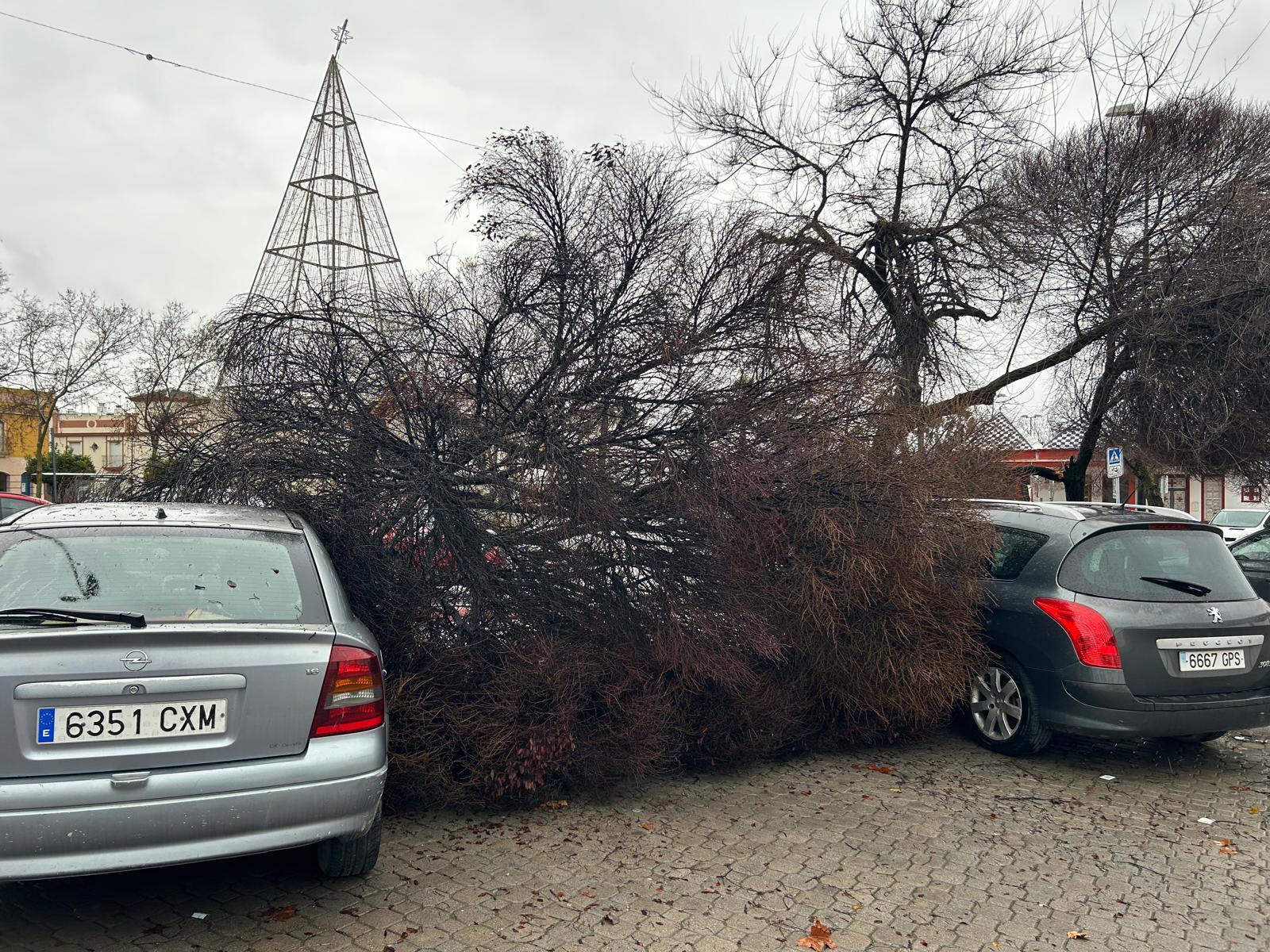Caída de árbol sobre vehículos estacionados junto a la Caseta Municipal2