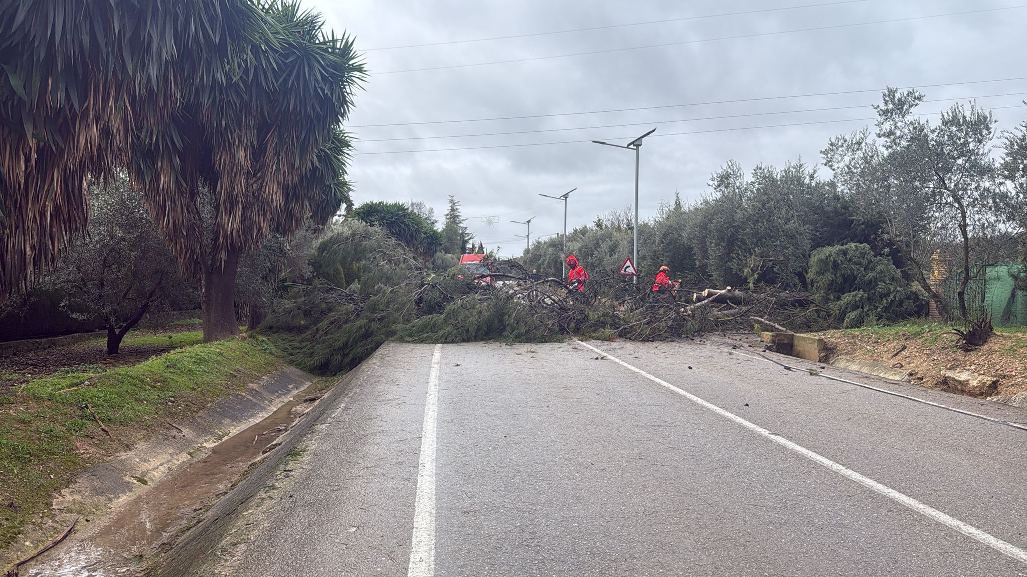 Trabajos sobre la calzada para retirar el árbol en Campo de Aras