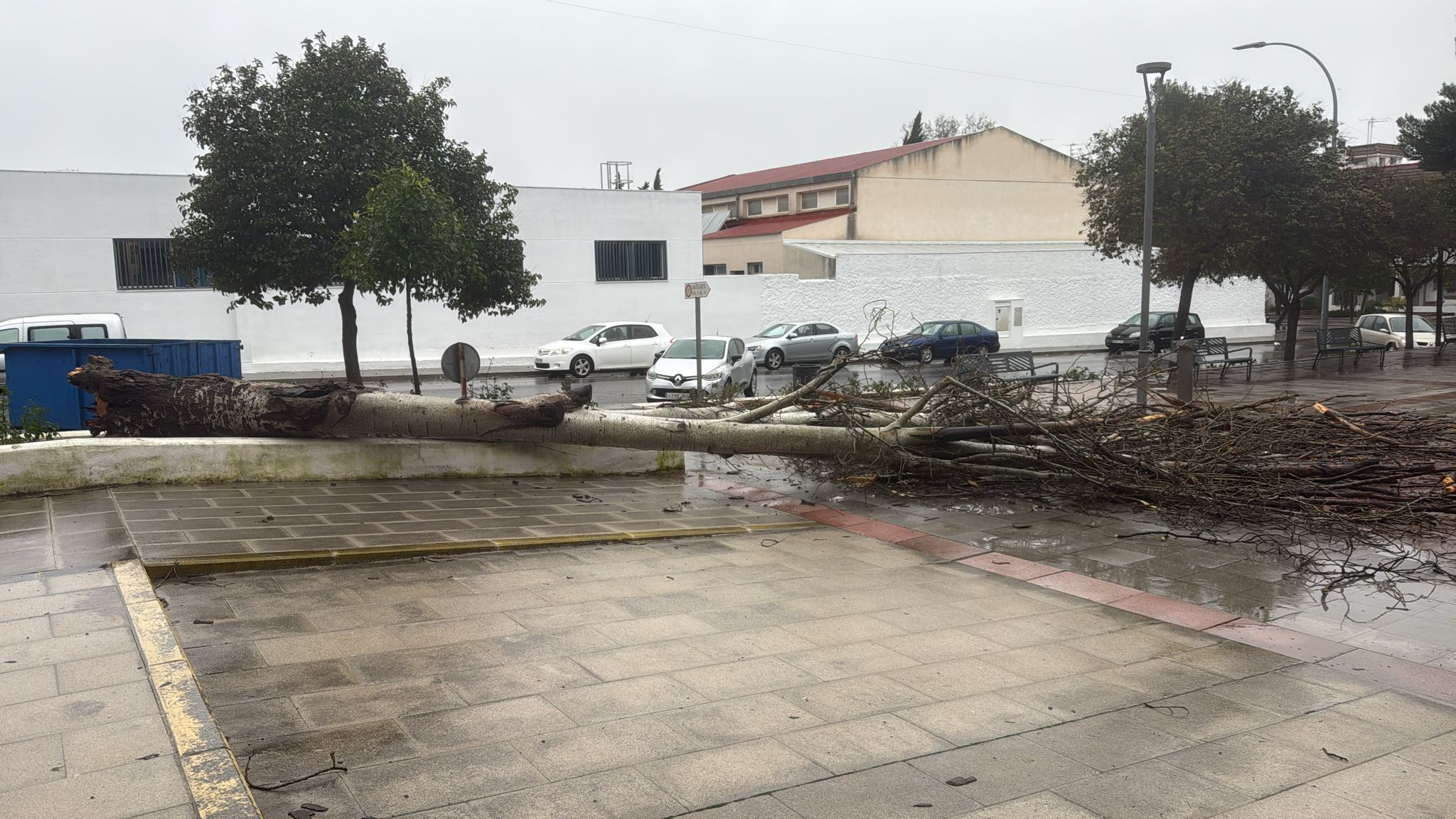 Una imagen del árbol que ha derribado el viento en la avenida Blas Infante