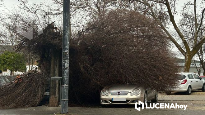 Árbol caído esta mañana en la avenida Miguel Cuenca Valdivia sobre un coche
