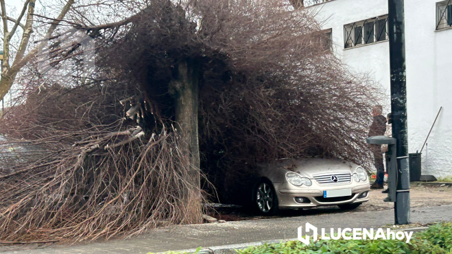 Árbol caído esta mañana en la avenida Miguel Cuenca Valdivia sobre un coche
