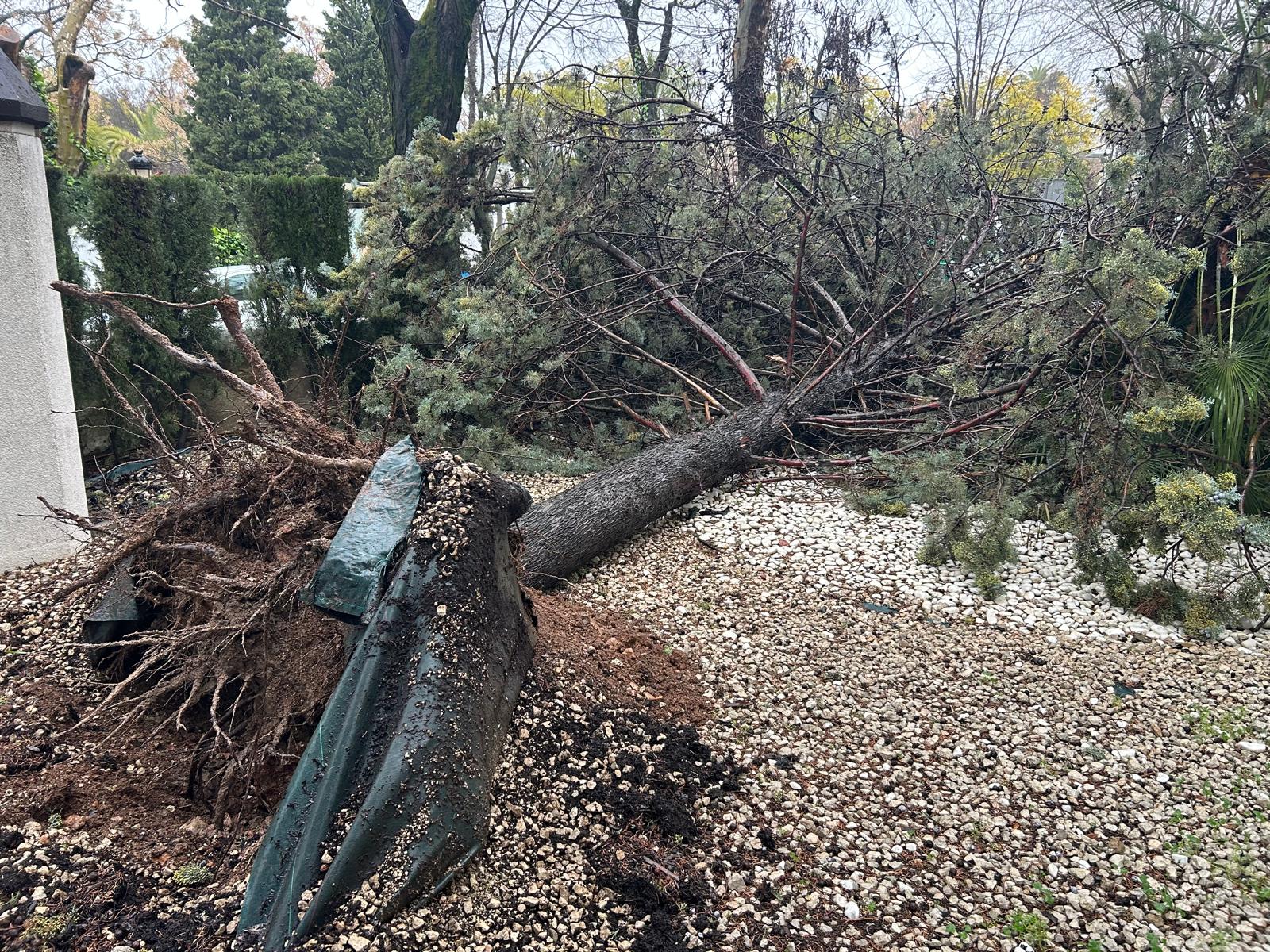 Caída de árbol junto al acceso de urgencias en el Centro de Salud Lucena I 