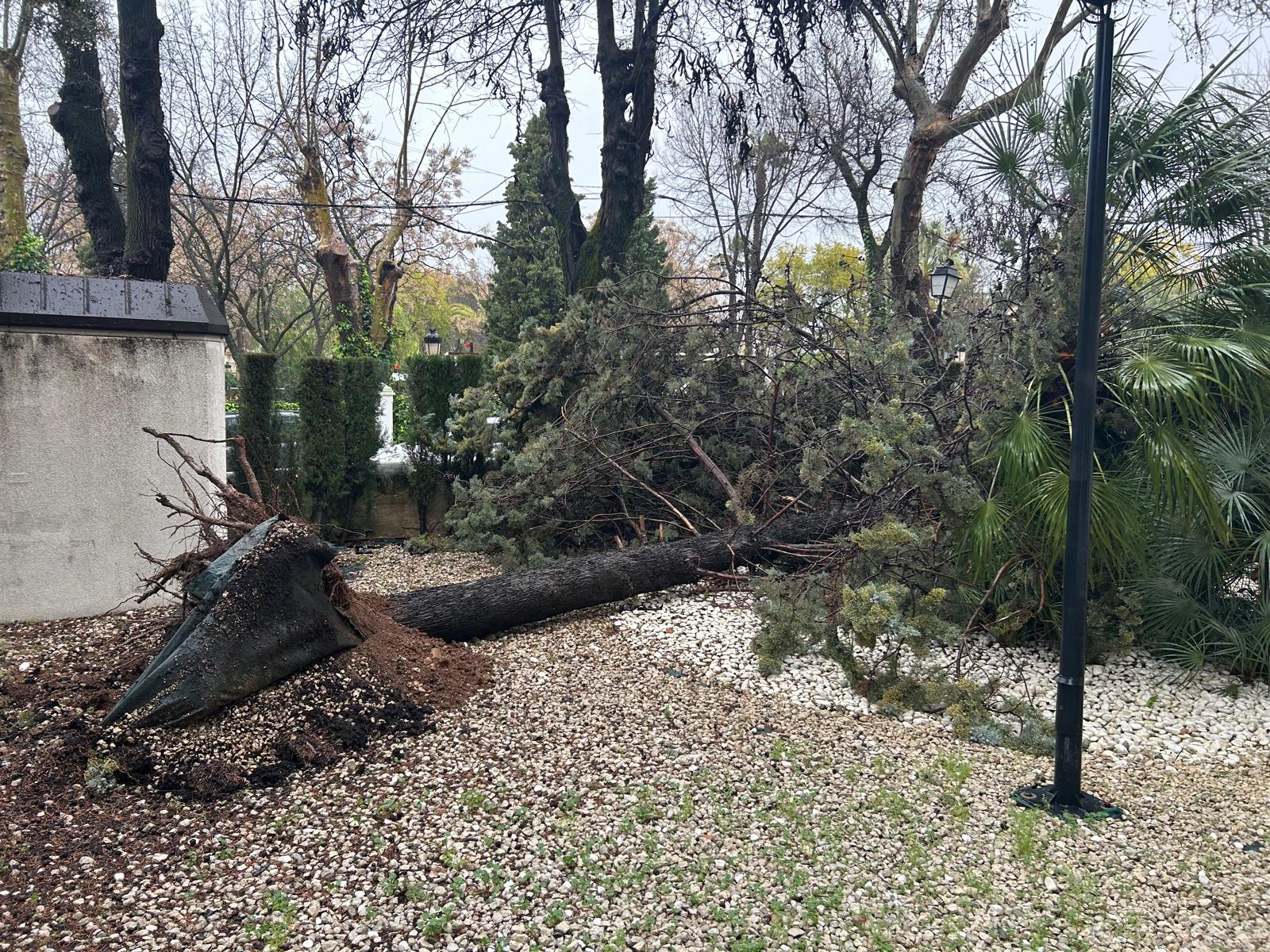 Caída de árbol junto al acceso de urgencias en el Centro de Salud Lucena I 