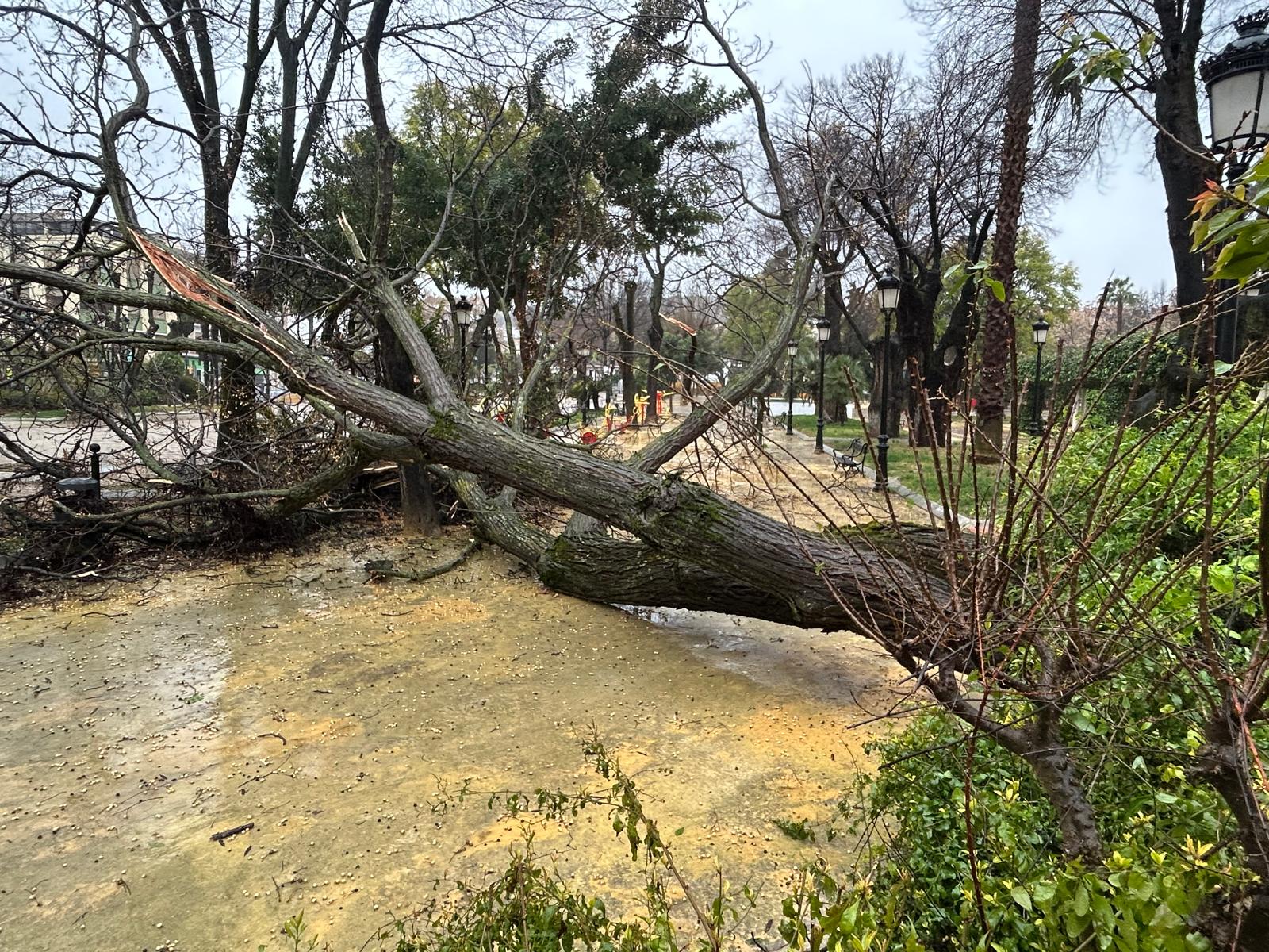 Caída de árbol de gran tamaño en el interior del Paseo de Rojas