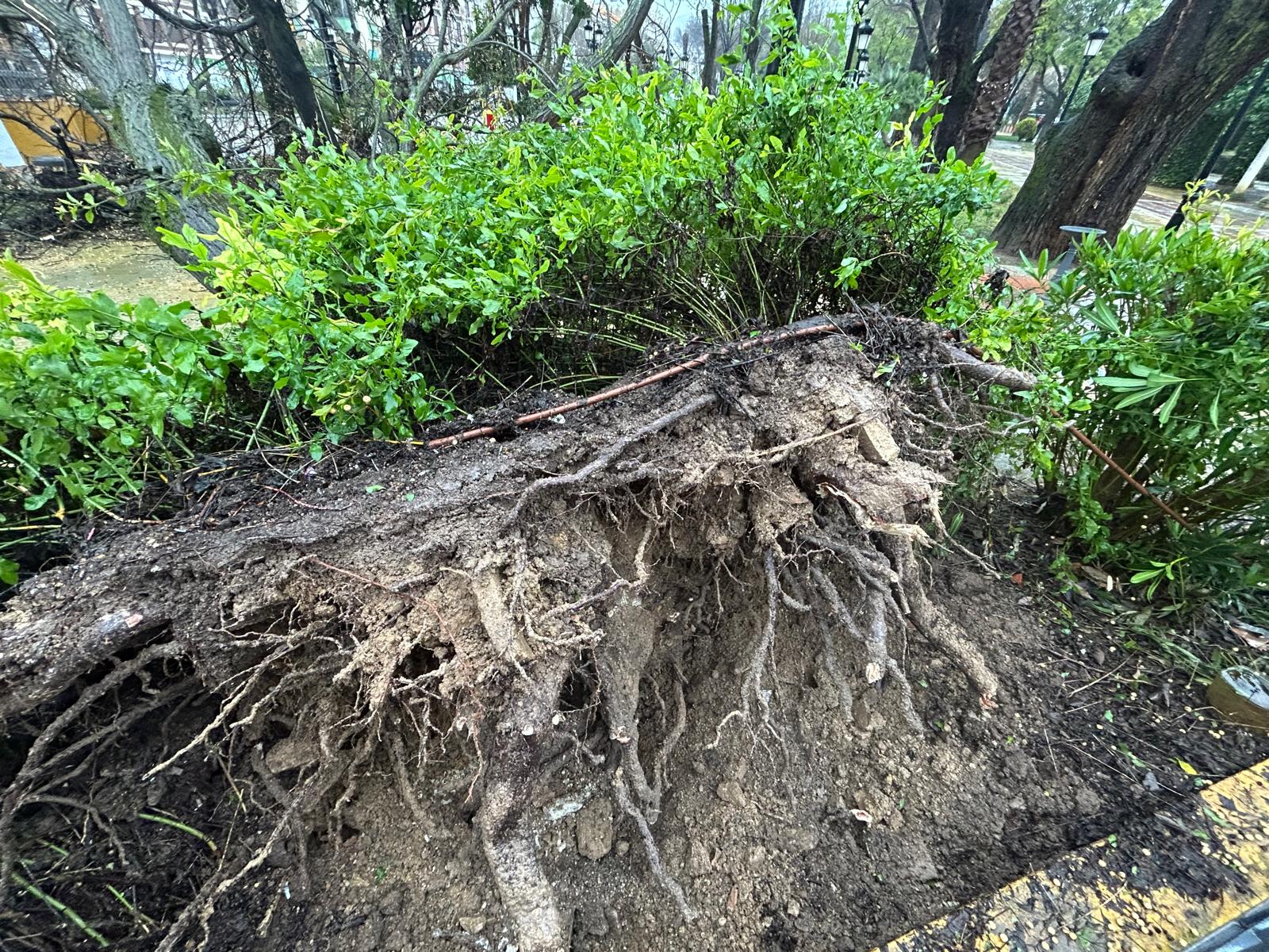 Caída de árbol de gran tamaño en el interior del Paseo de Rojas