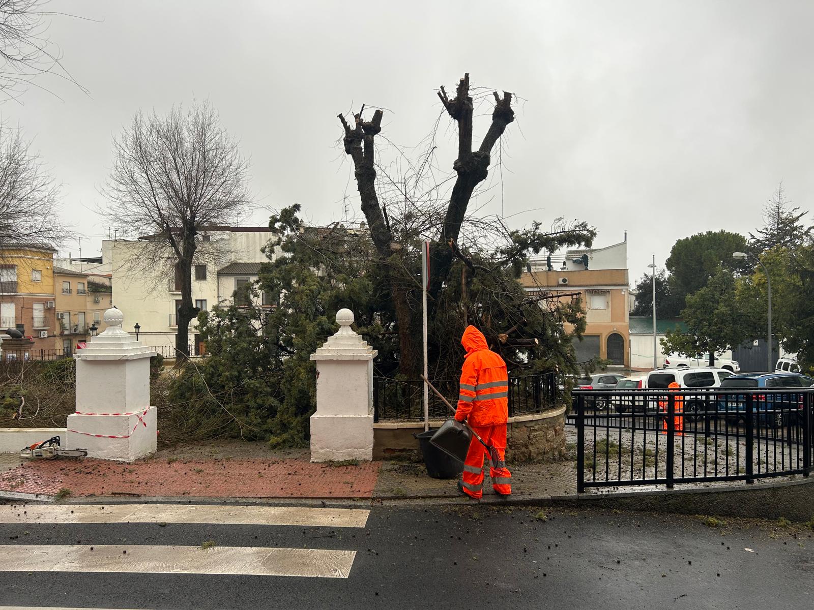 Servicios Operativos se emplean a fondo tras la caída de árbol en el Llano de las Tinajerías