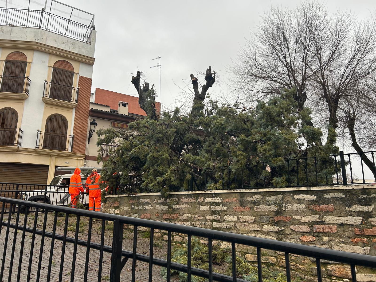Servicios Operativos se emplean a fondo tras la caída de árbol en el Llano de las Tinajerías