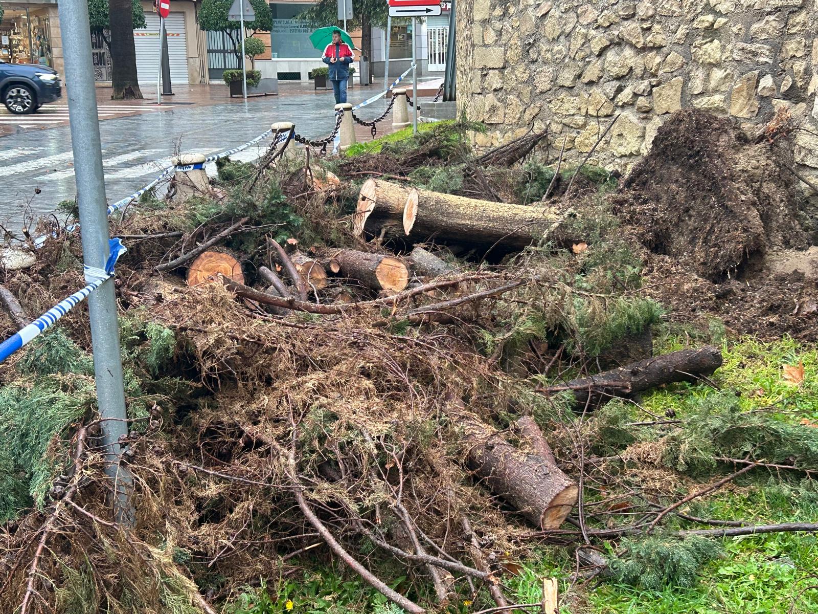 Servicios Operativos se emplean a fondo tras la caída de árbol junto a la muralla del Castillo del Moral frente a Plaza de Bécquer