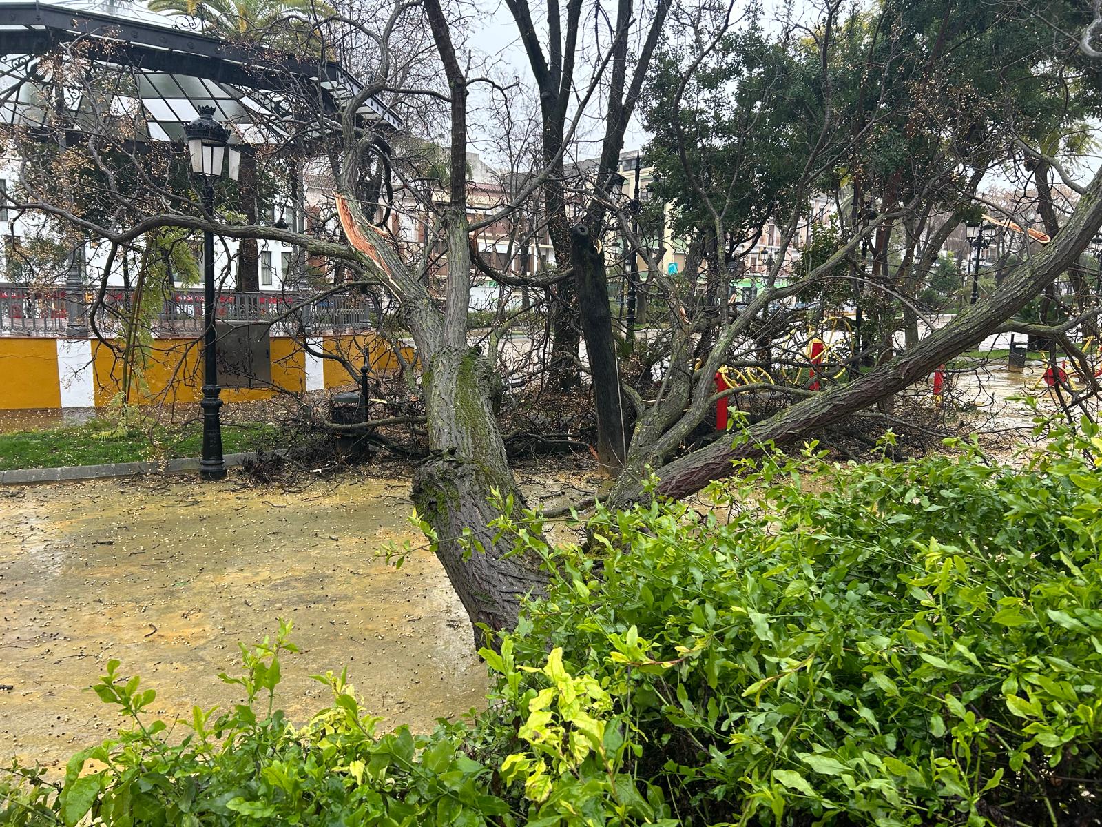 Caída de árbol de gran tamaño en el interior del Paseo de Rojas