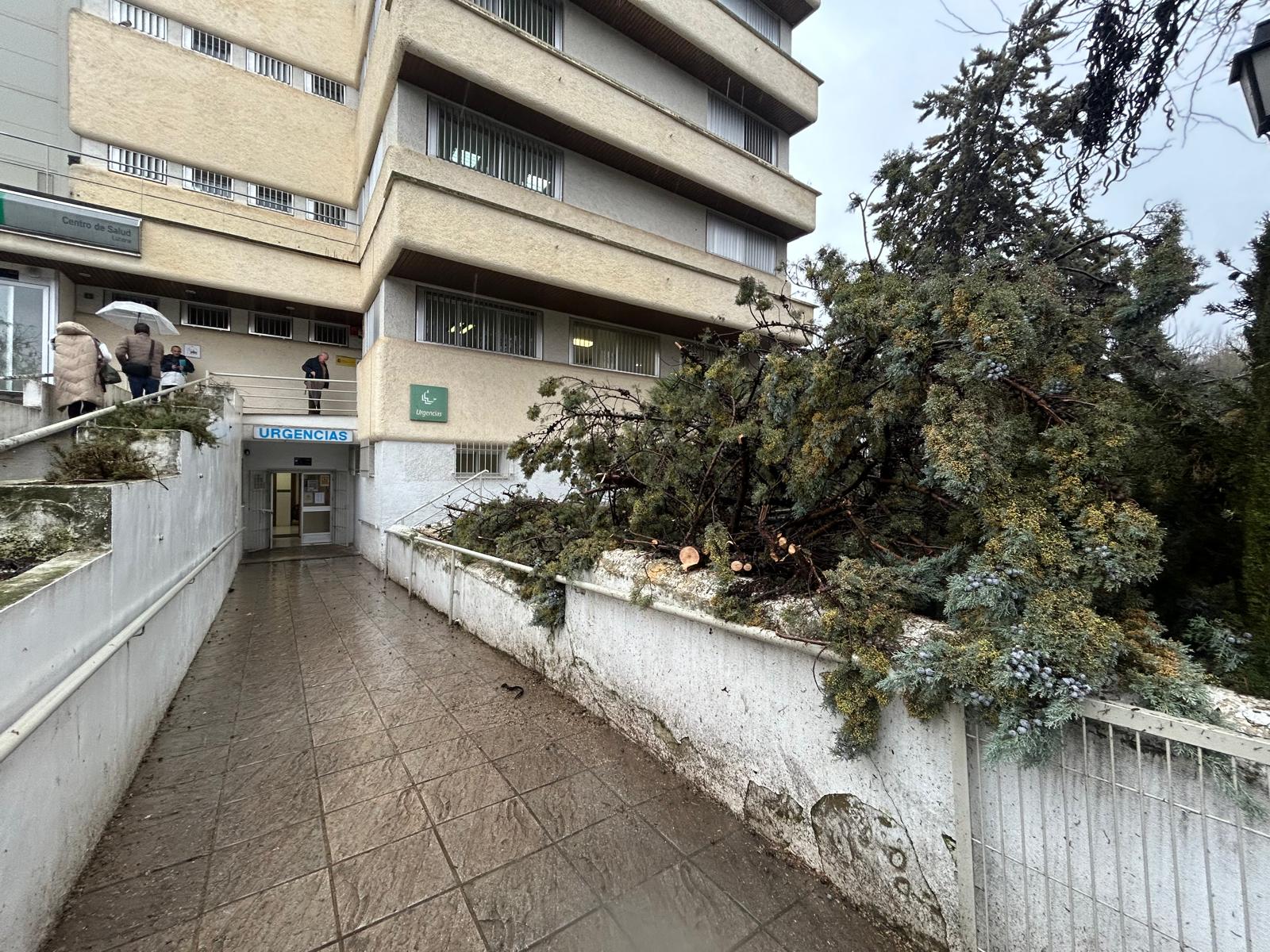 Caída de árbol junto al acceso de urgencias en el Centro de Salud Lucena I 
