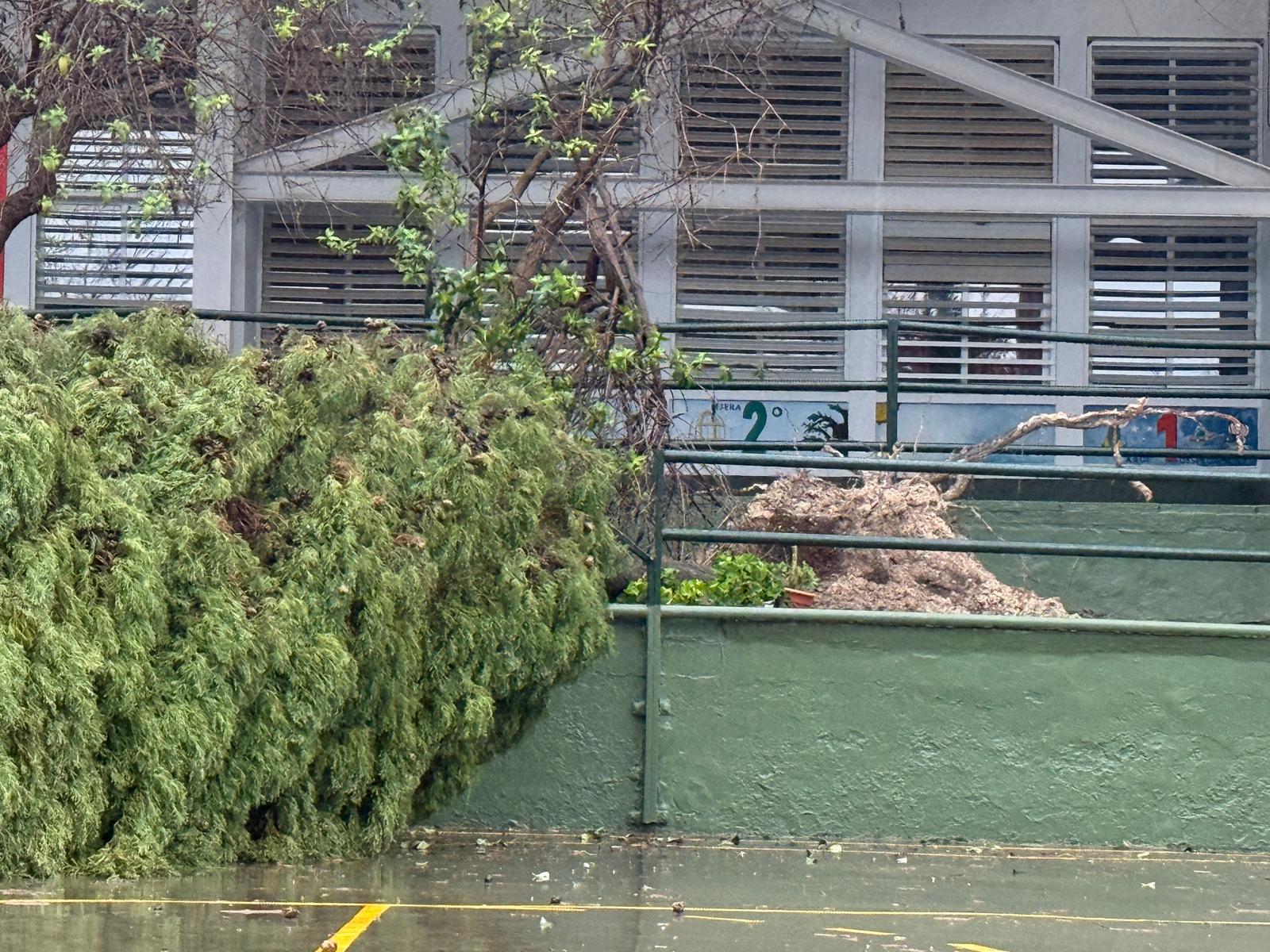 Caída de un árbol en el patio del colegio San José de Calazanz