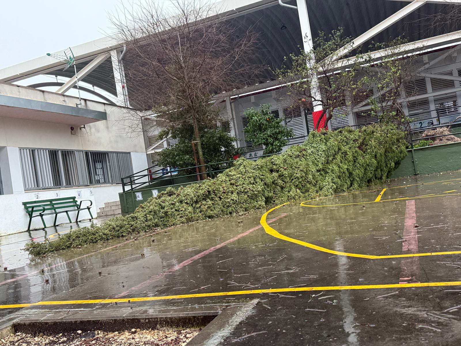 Caída de un árbol en el patio del colegio San José de Calazanz