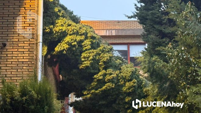 Caída de un árbol en el patio del colegio El Carmen