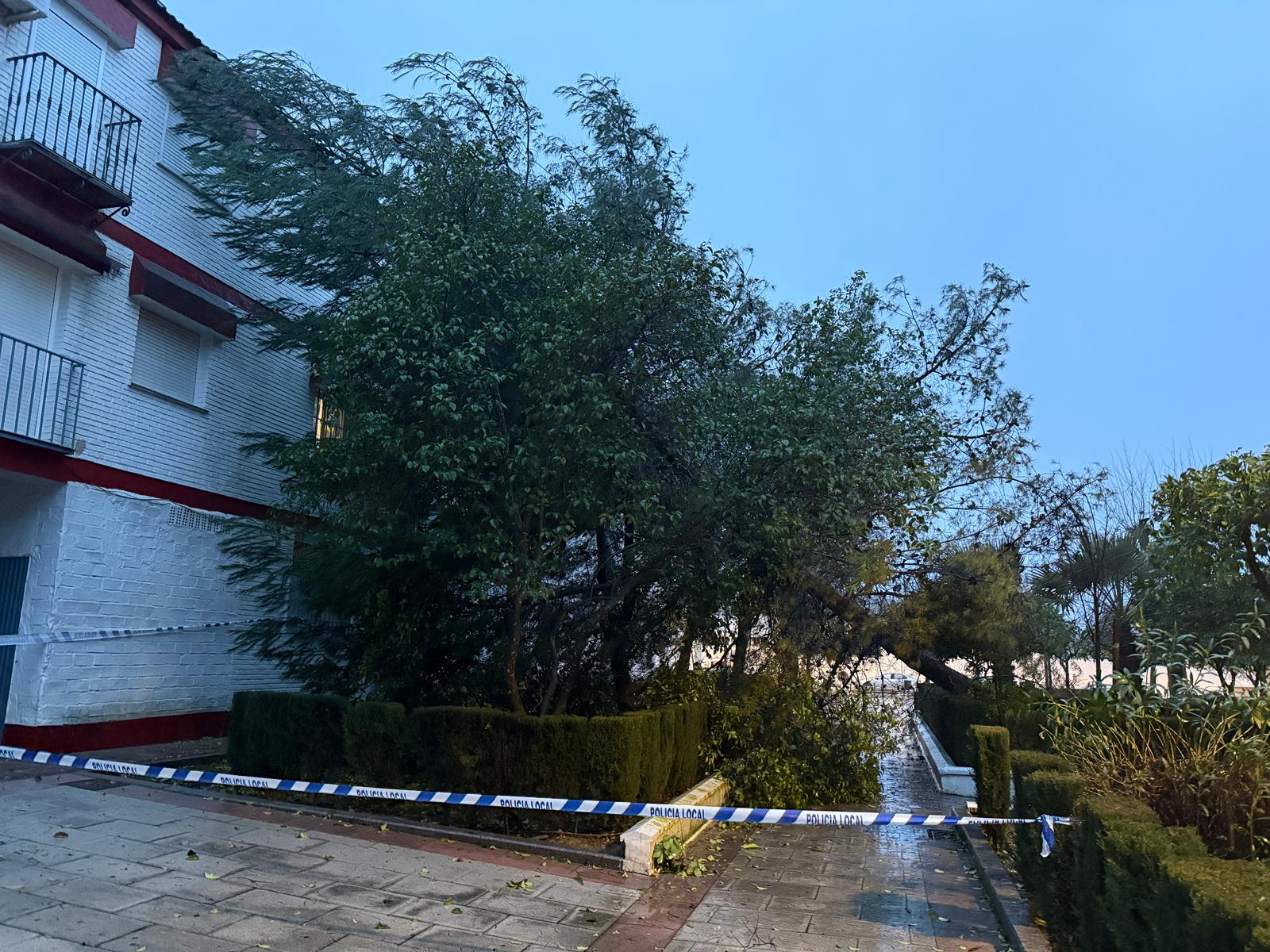 Caída de un árbol en los pisos de la Avenida Blas Infante