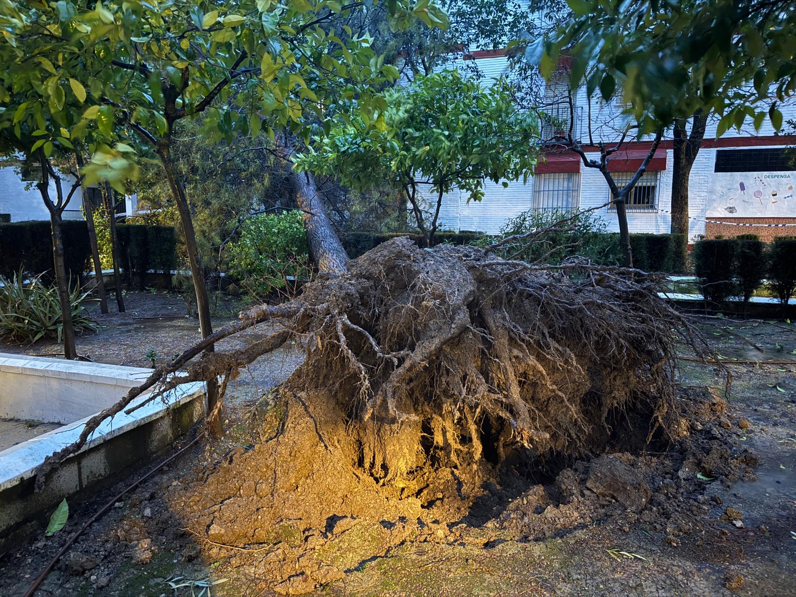 Caída de un árbol en los pisos de la Avenida Blas Infante