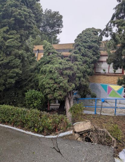 Árboles caídos en el colegio El Carmen