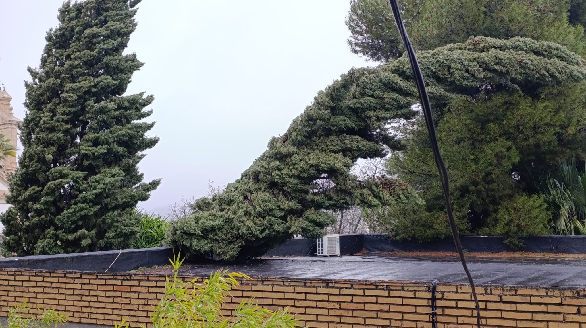 Árboles caídos en el colegio El Carmen