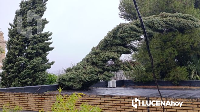 Árboles caídos en el colegio El Carmen