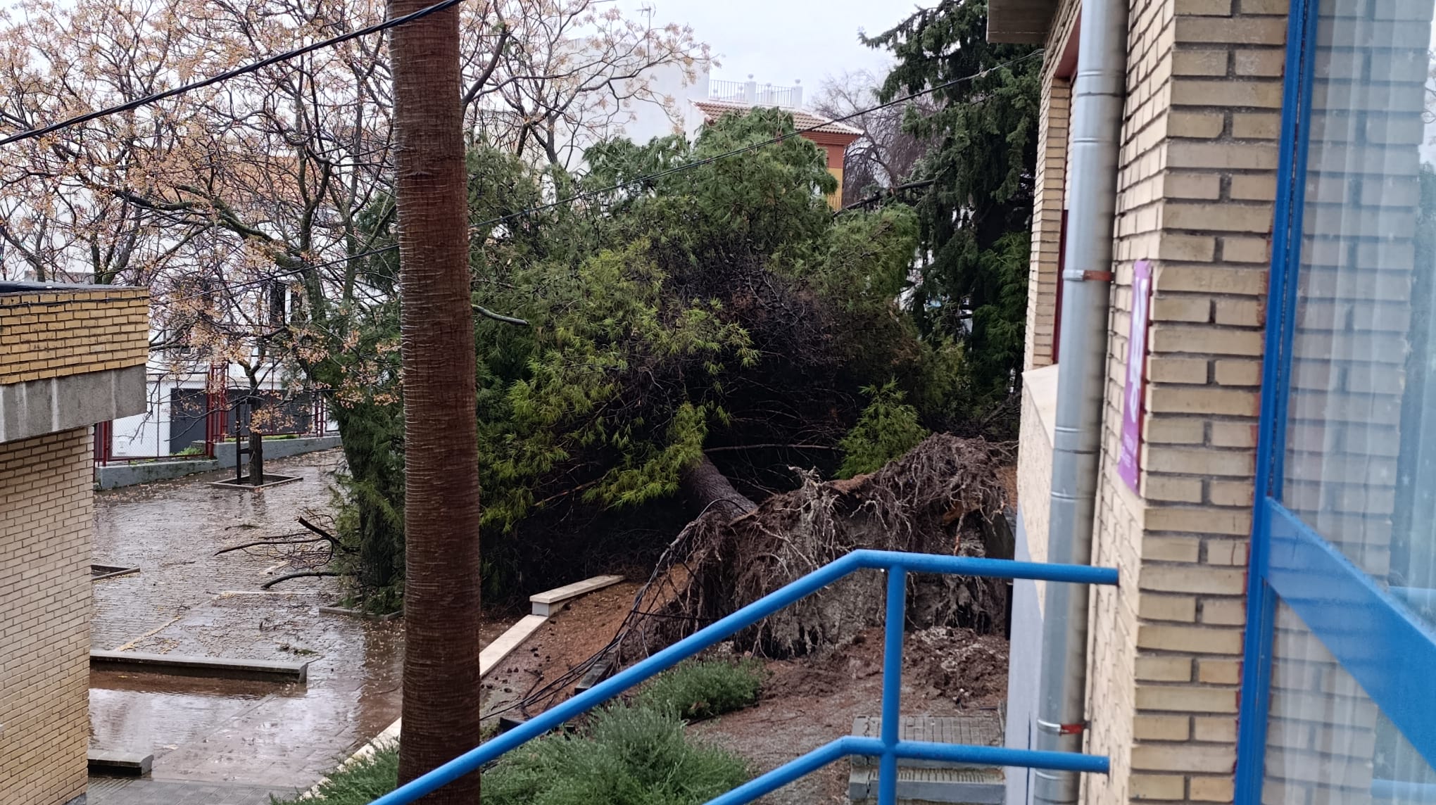 Árboles caídos en el colegio El Carmen