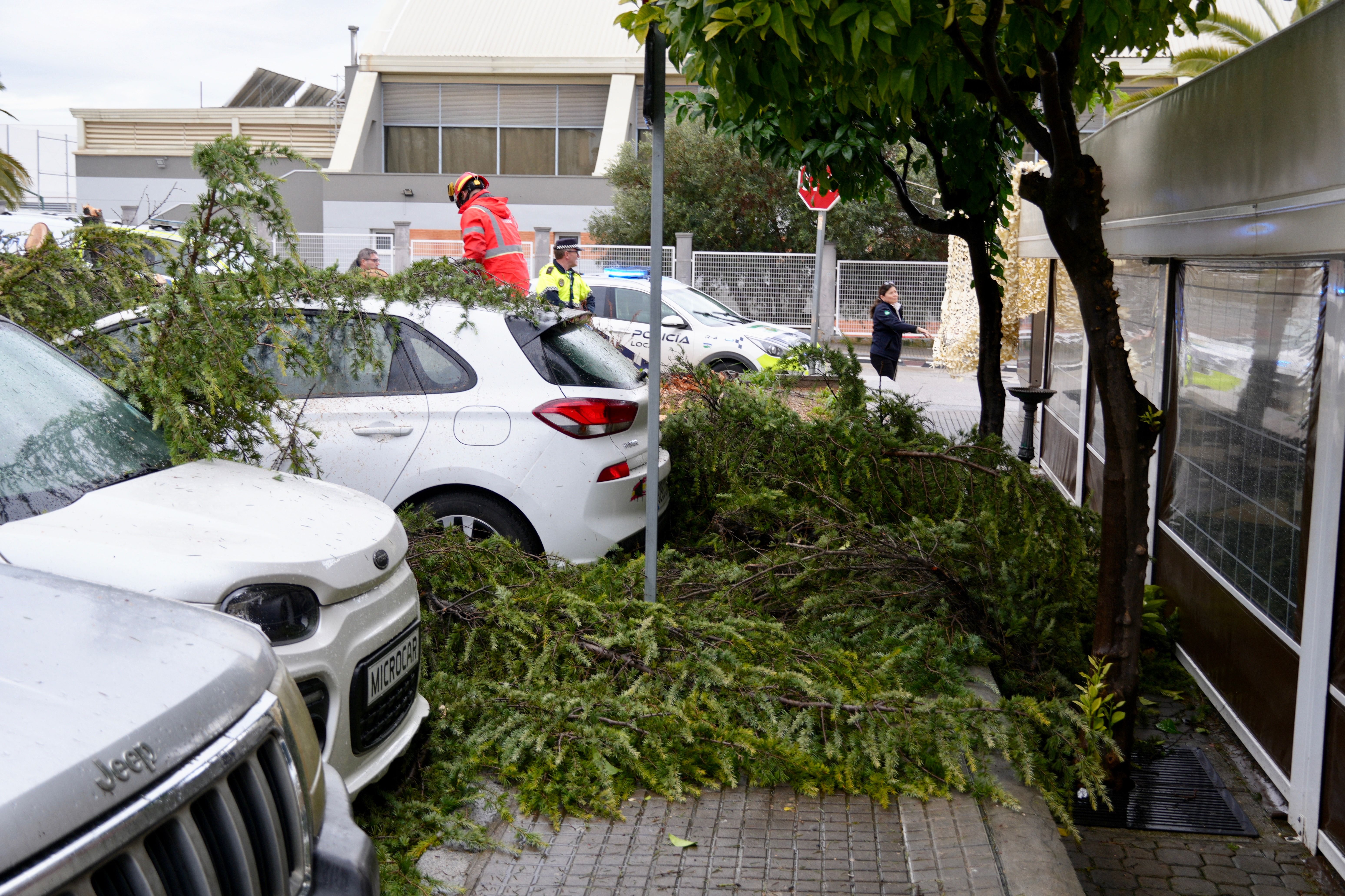 Árbol abatido por el viento en la avenida de Santa Teresa