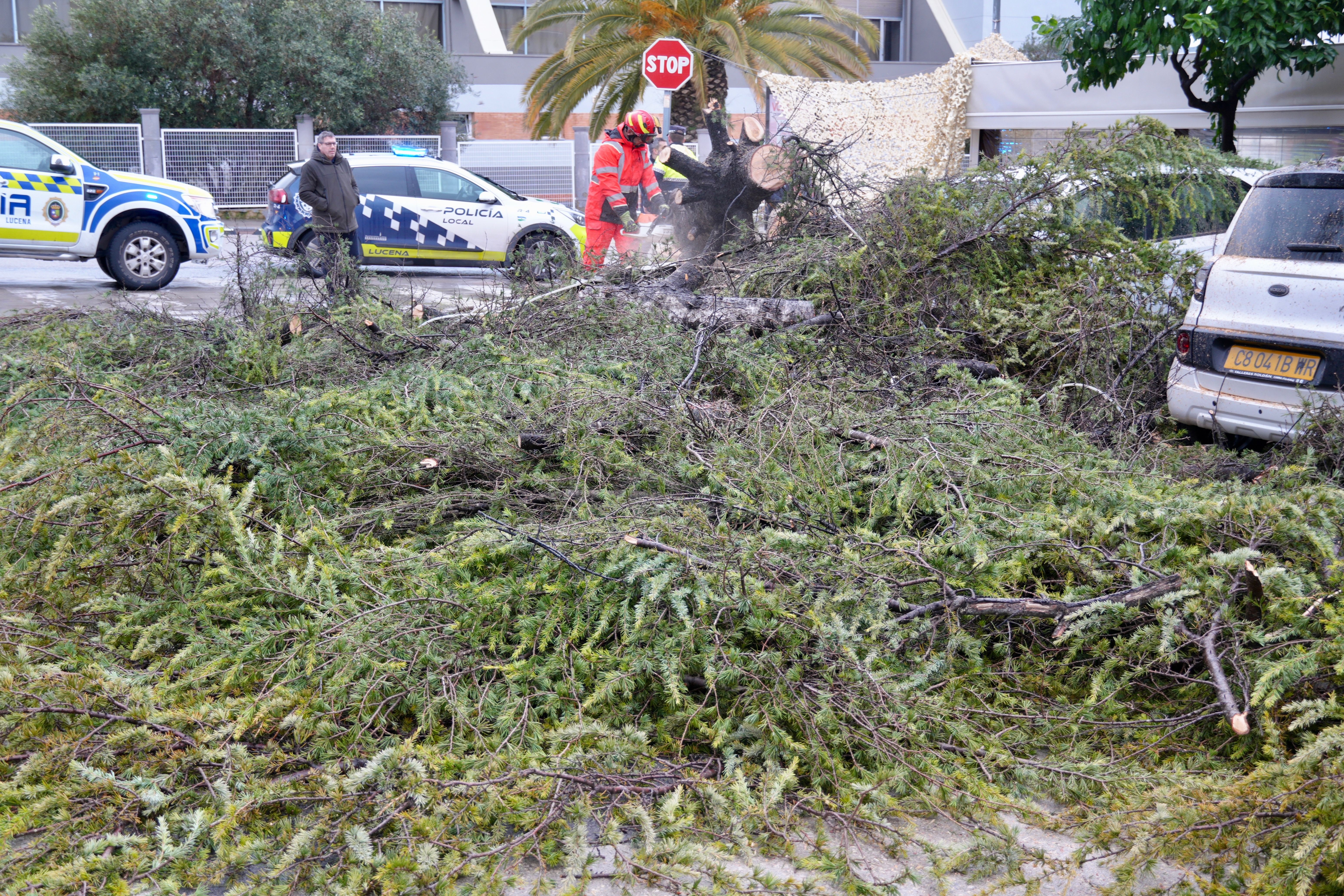 Árbol abatido por el viento en la avenida de Santa Teresa