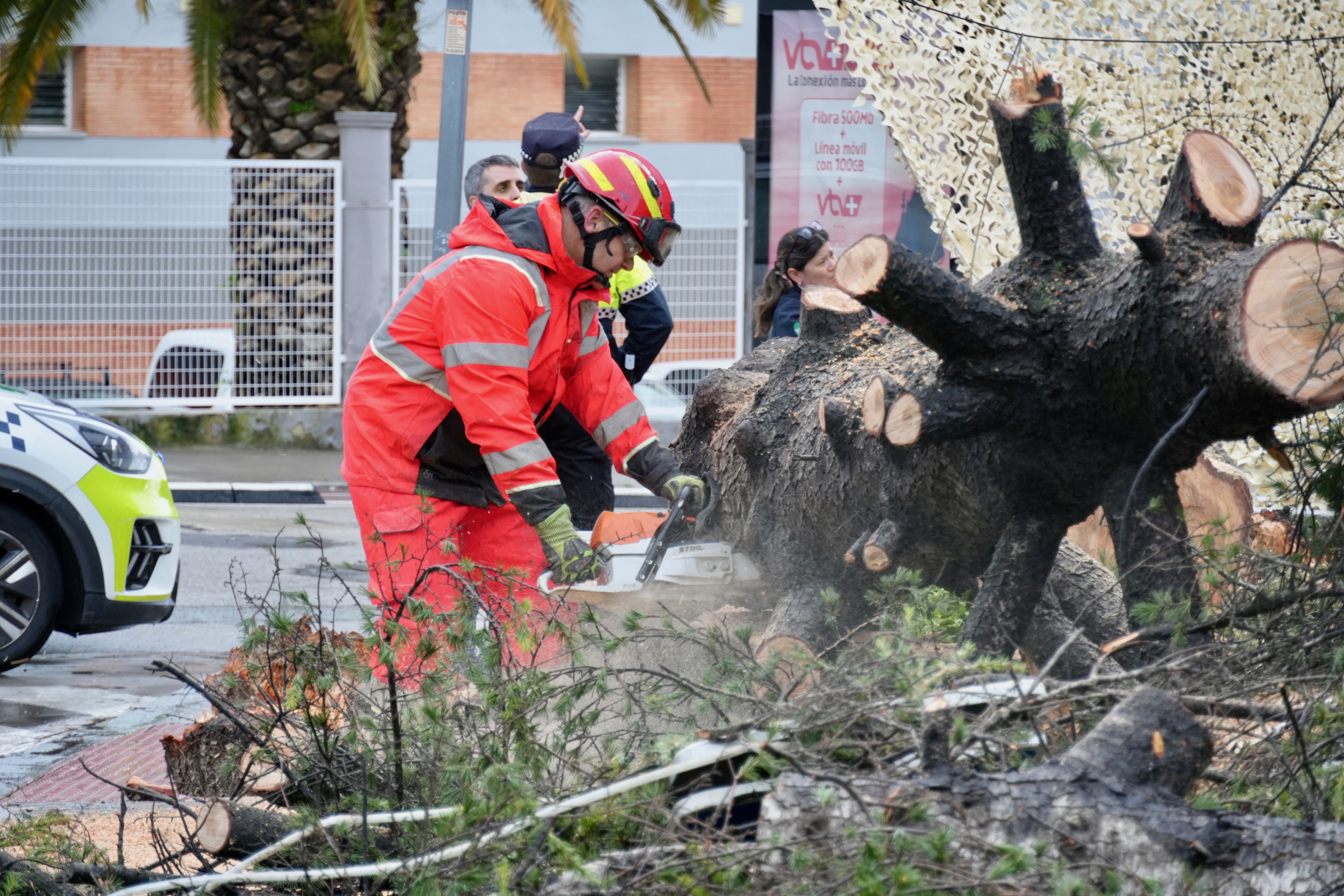 Árbol abatido por el viento en la avenida de Santa Teresa