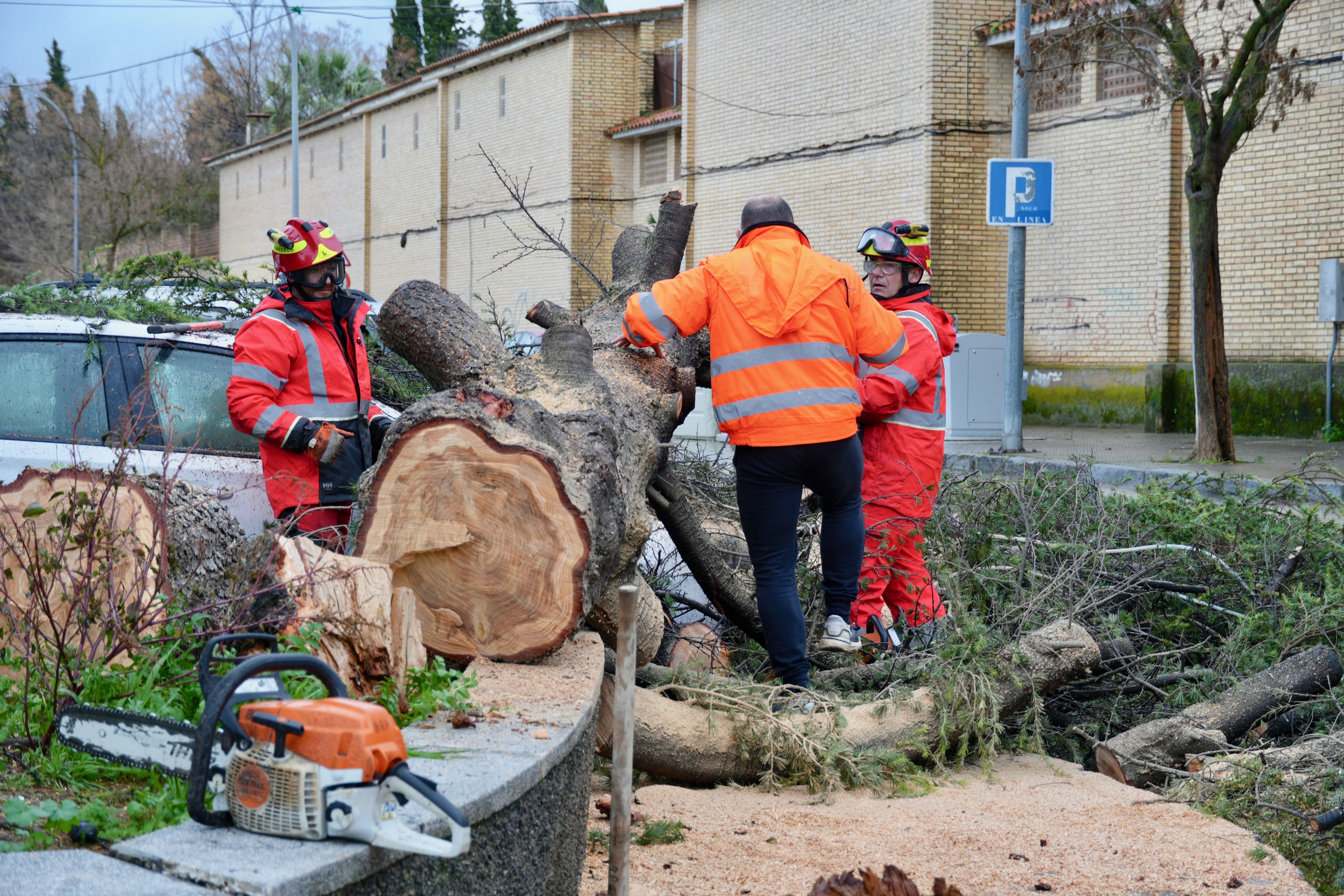 Árbol abatido por el viento en la avenida de Santa Teresa