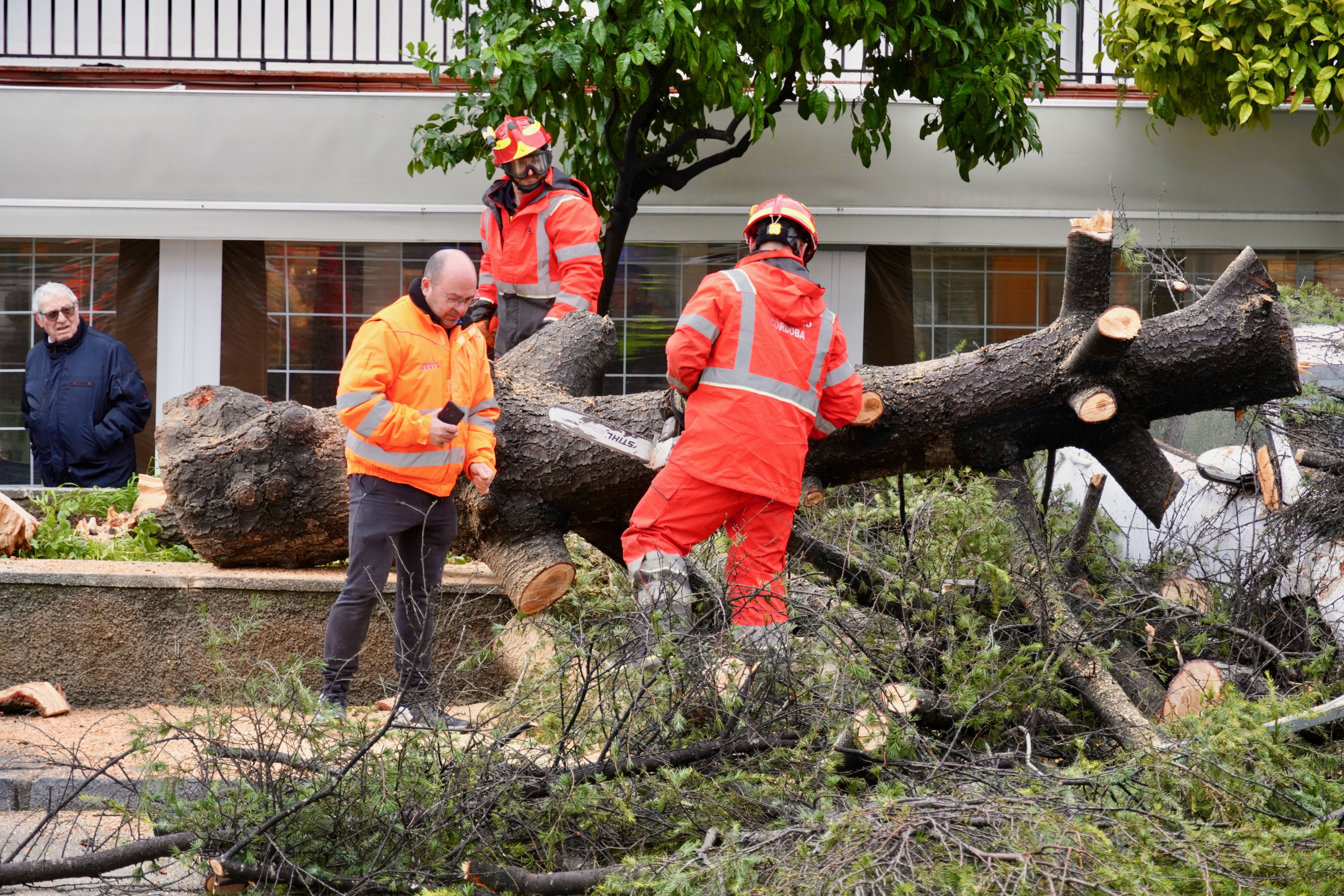 Árbol abatido por el viento en la avenida de Santa Teresa