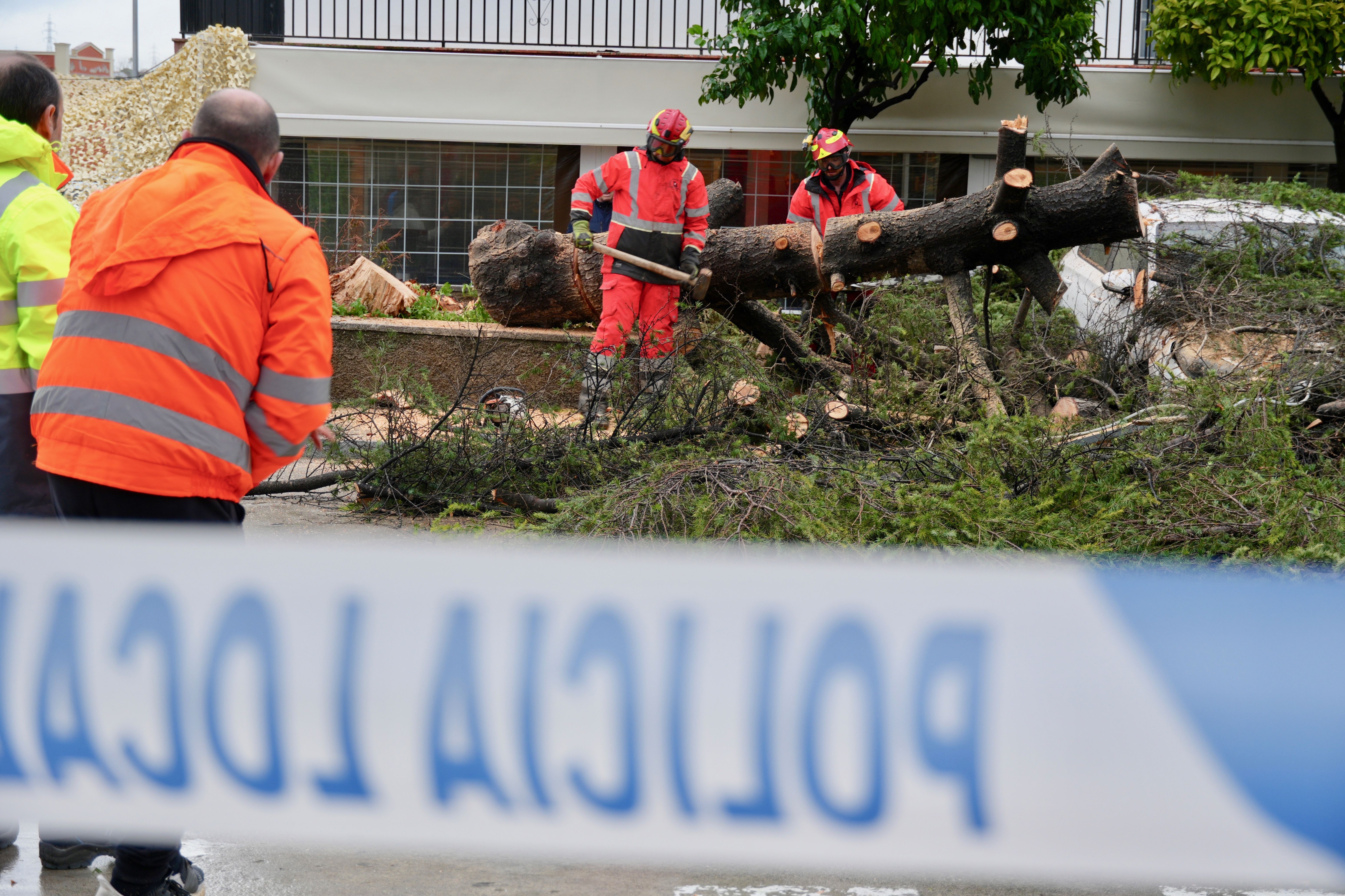 Árbol abatido por el viento en la avenida de Santa Teresa